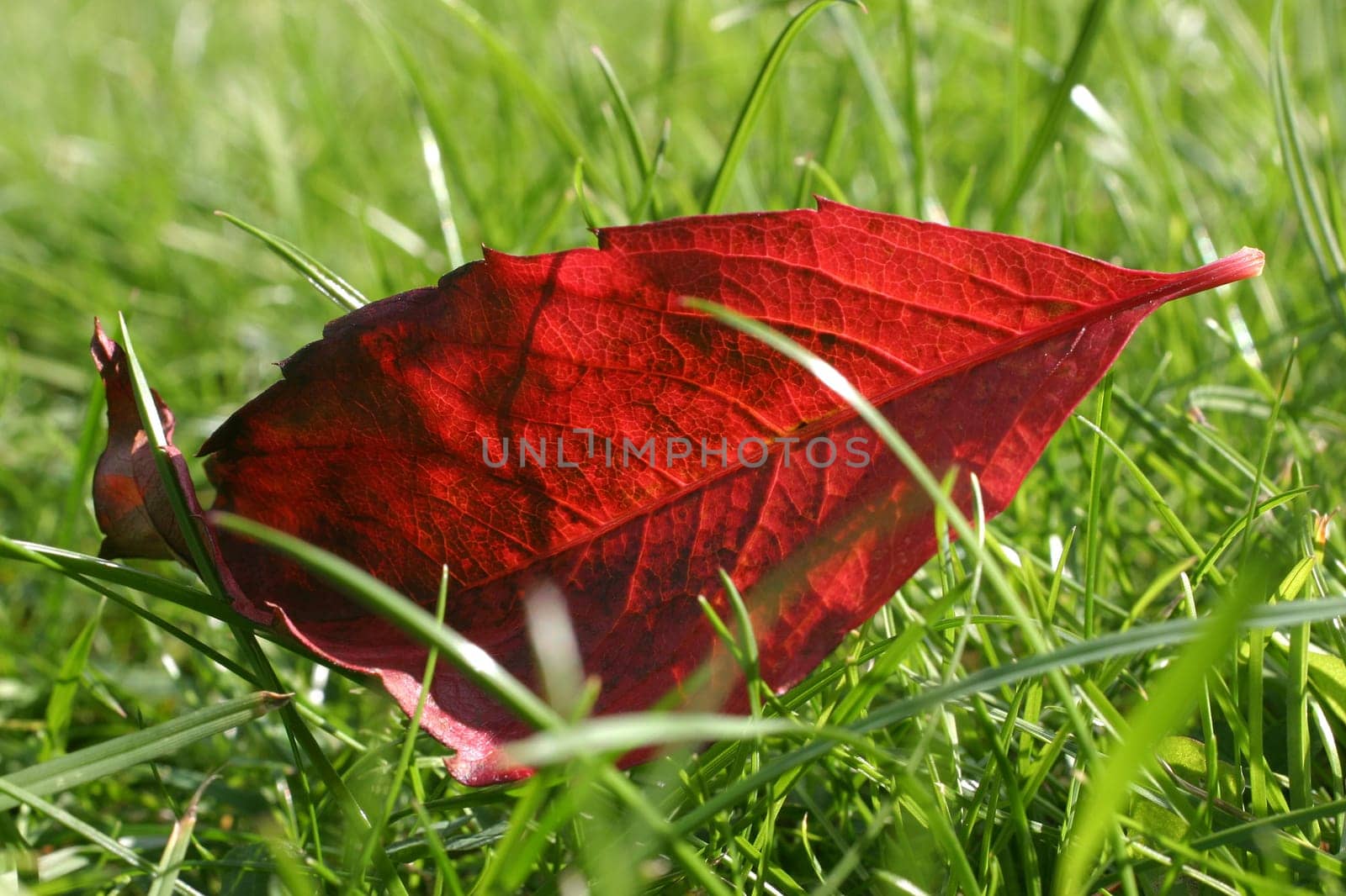 Autumn leaf