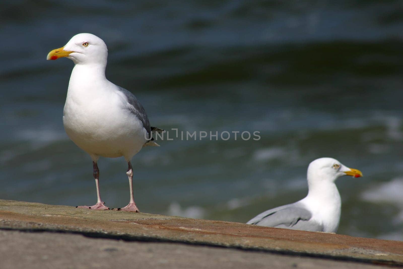 Seagulls on the beach