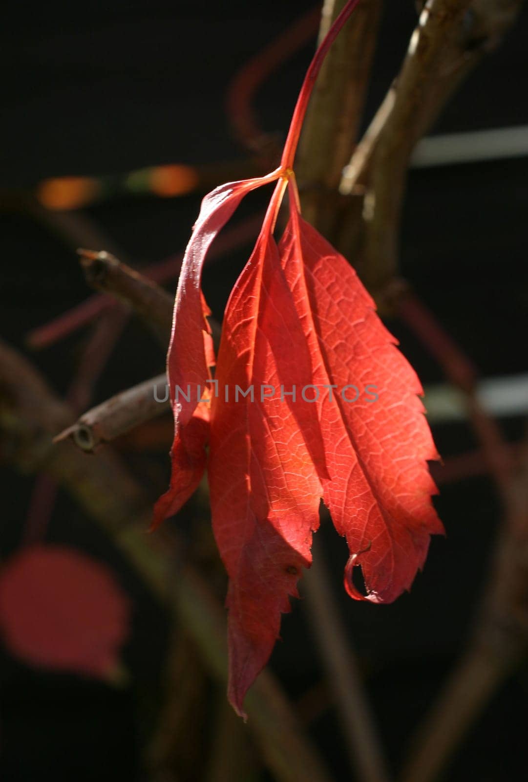 In the light