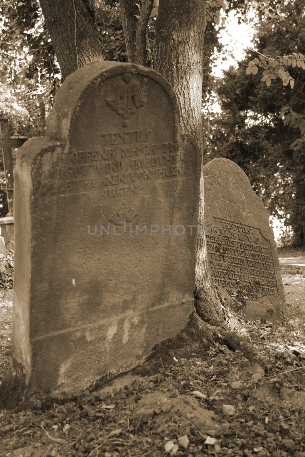 Crooked gravestones at the old Jewish cemetery in Lemgo (Lippe district)
