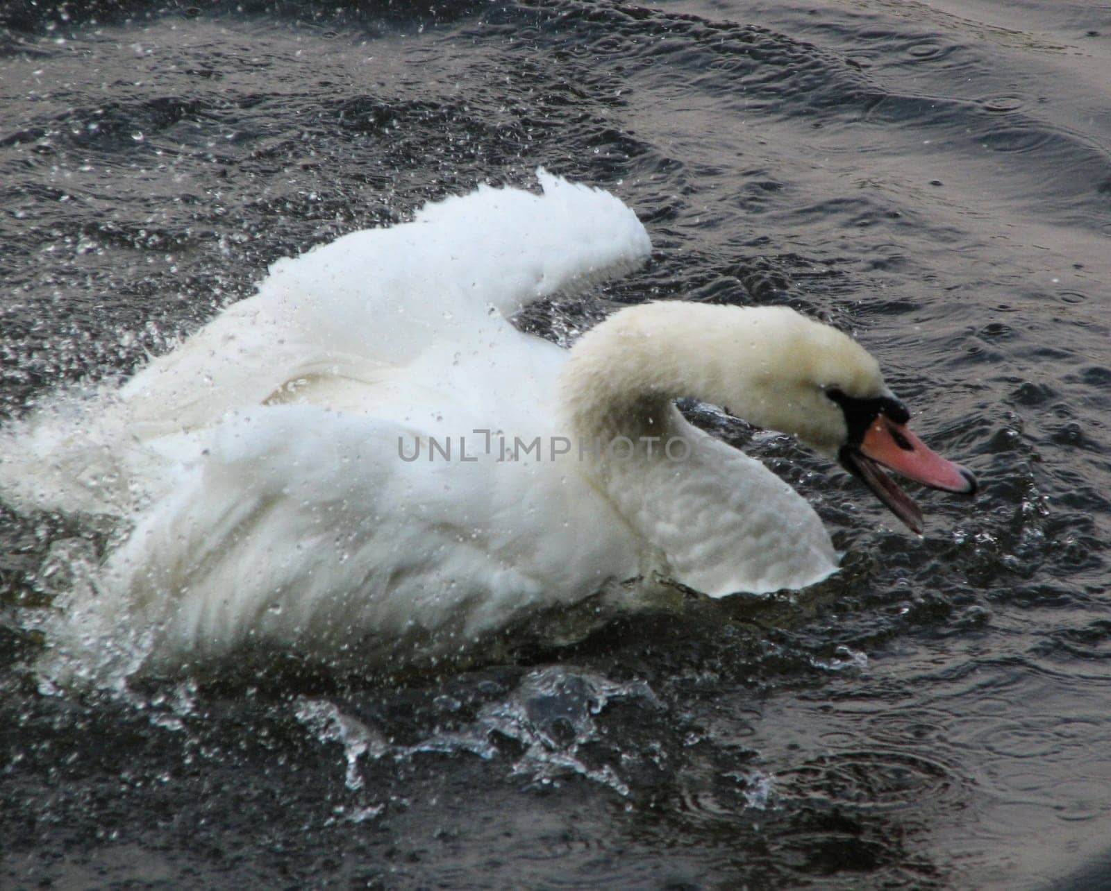 Bathing is fun 2