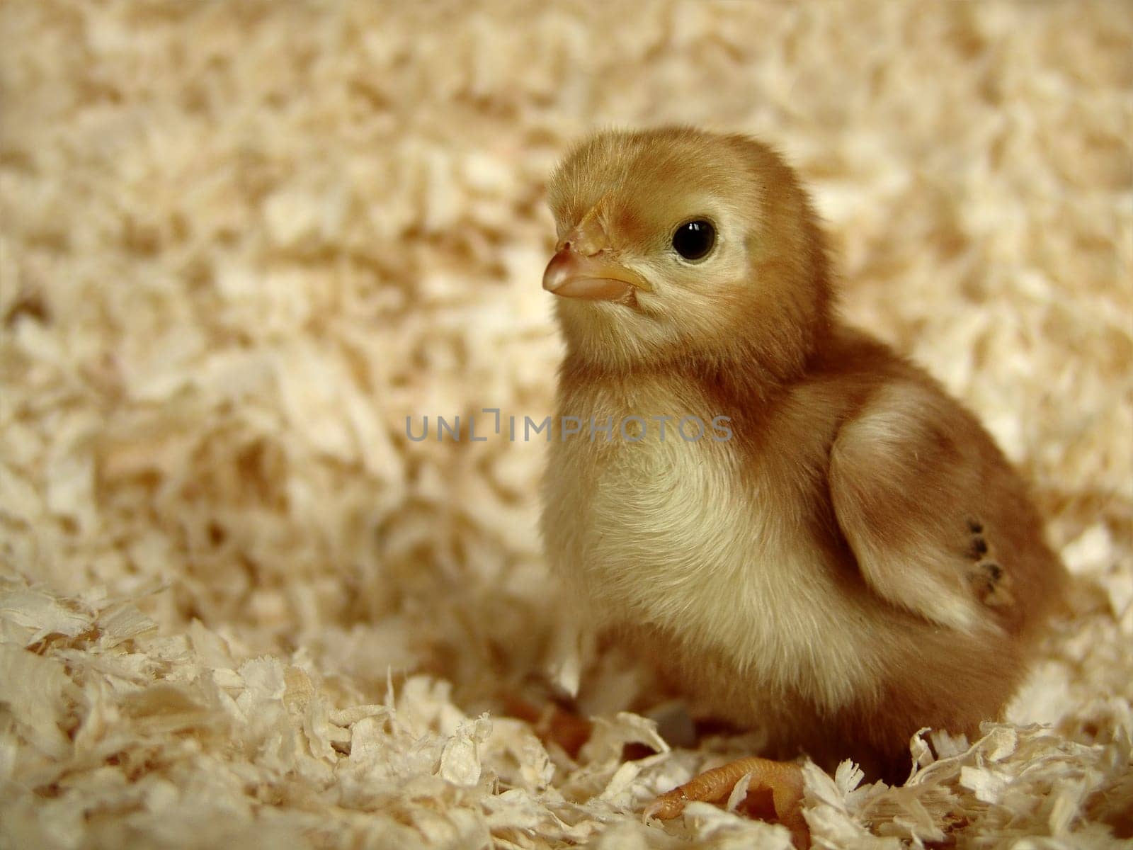 A little chick