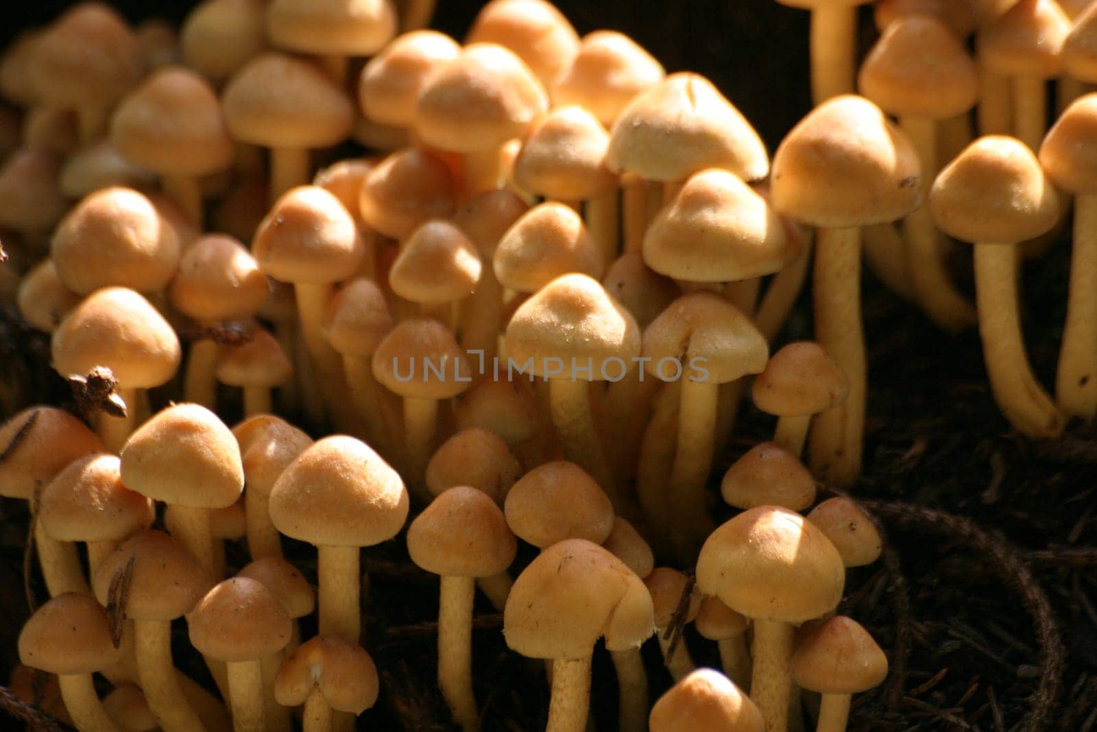 Cone mushrooms