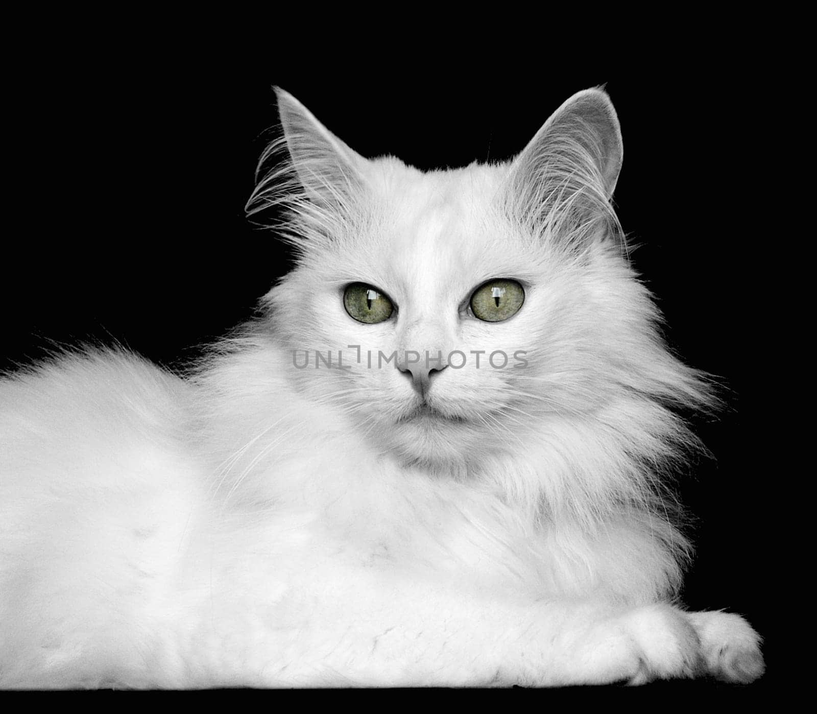 The Cat II