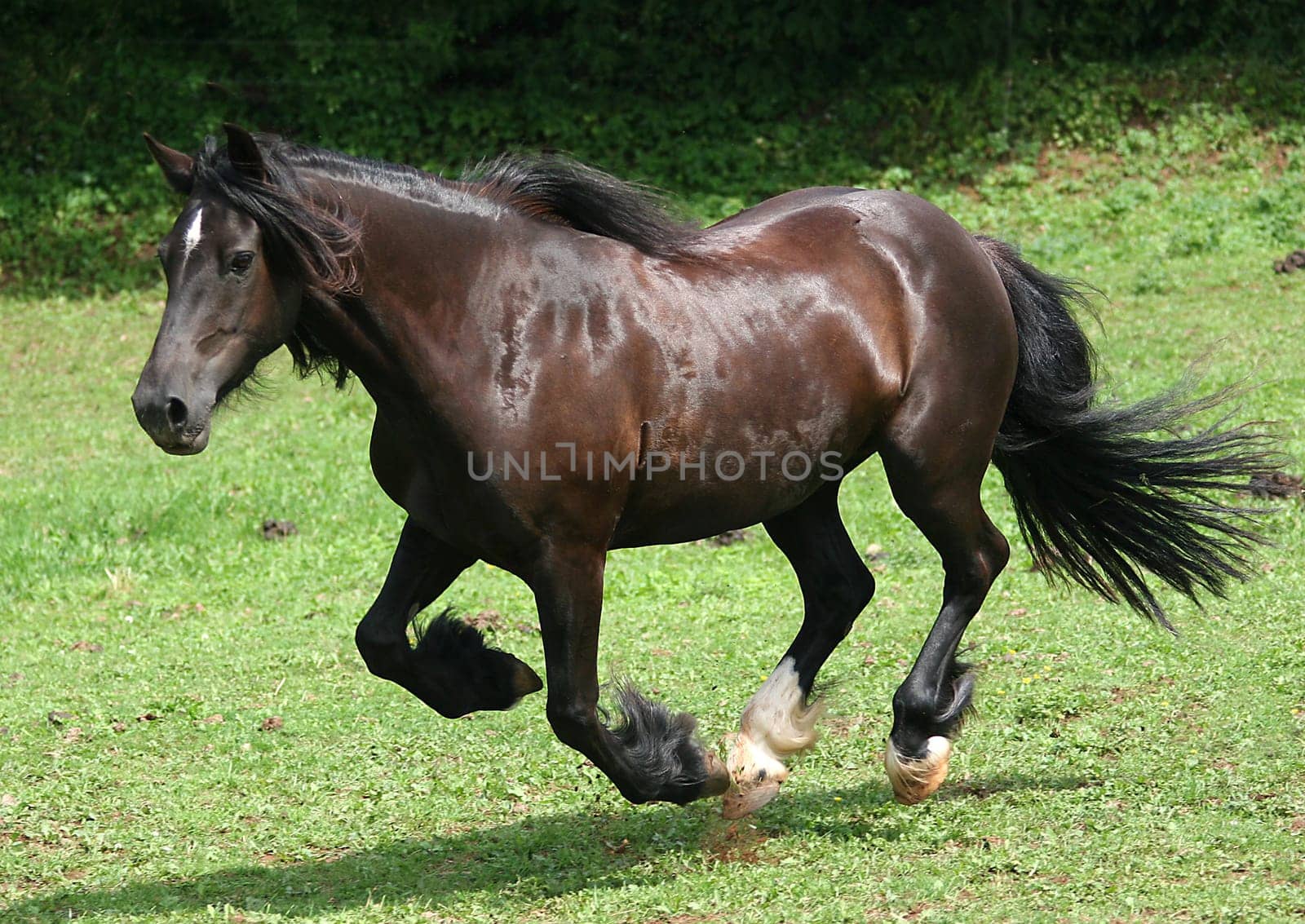 black pearl 2