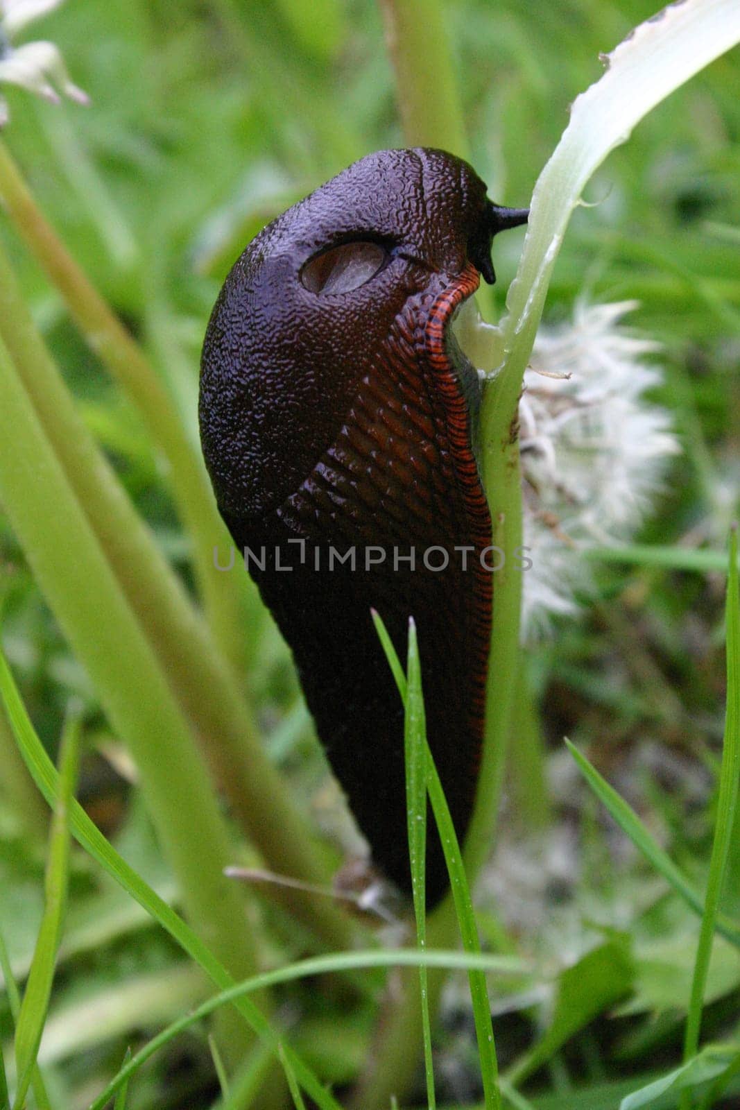 Great black snail