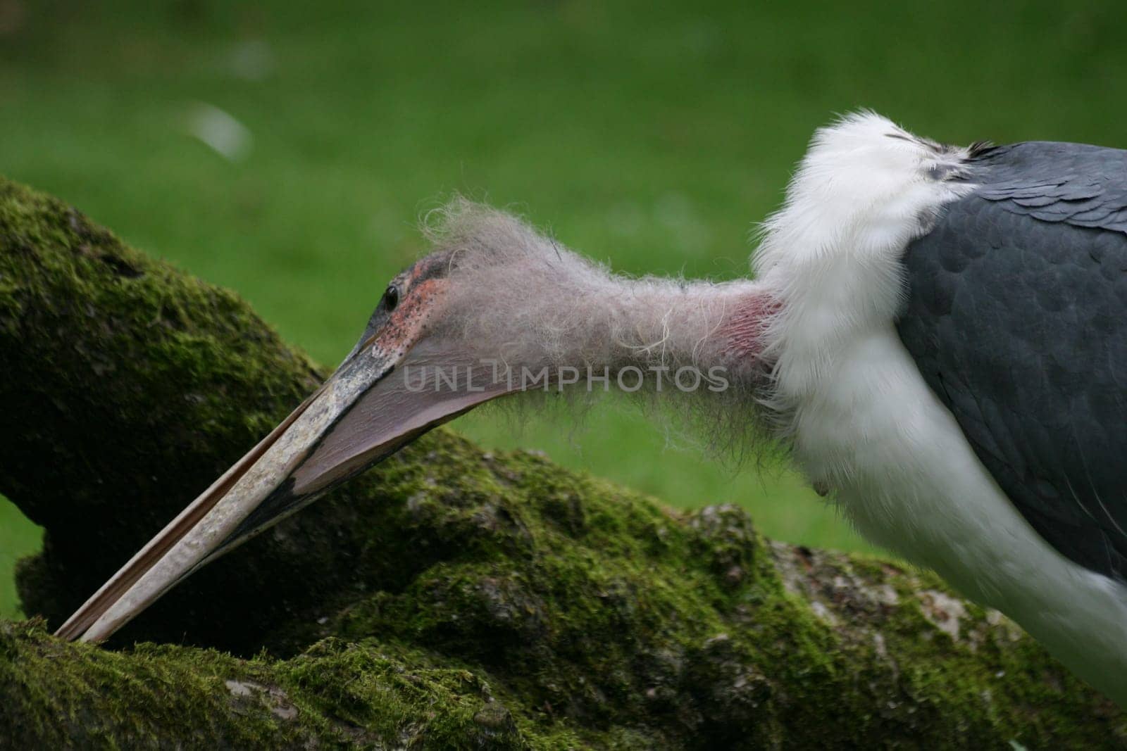 I like these distinctive,according to general opinion probably rather ugly birds...