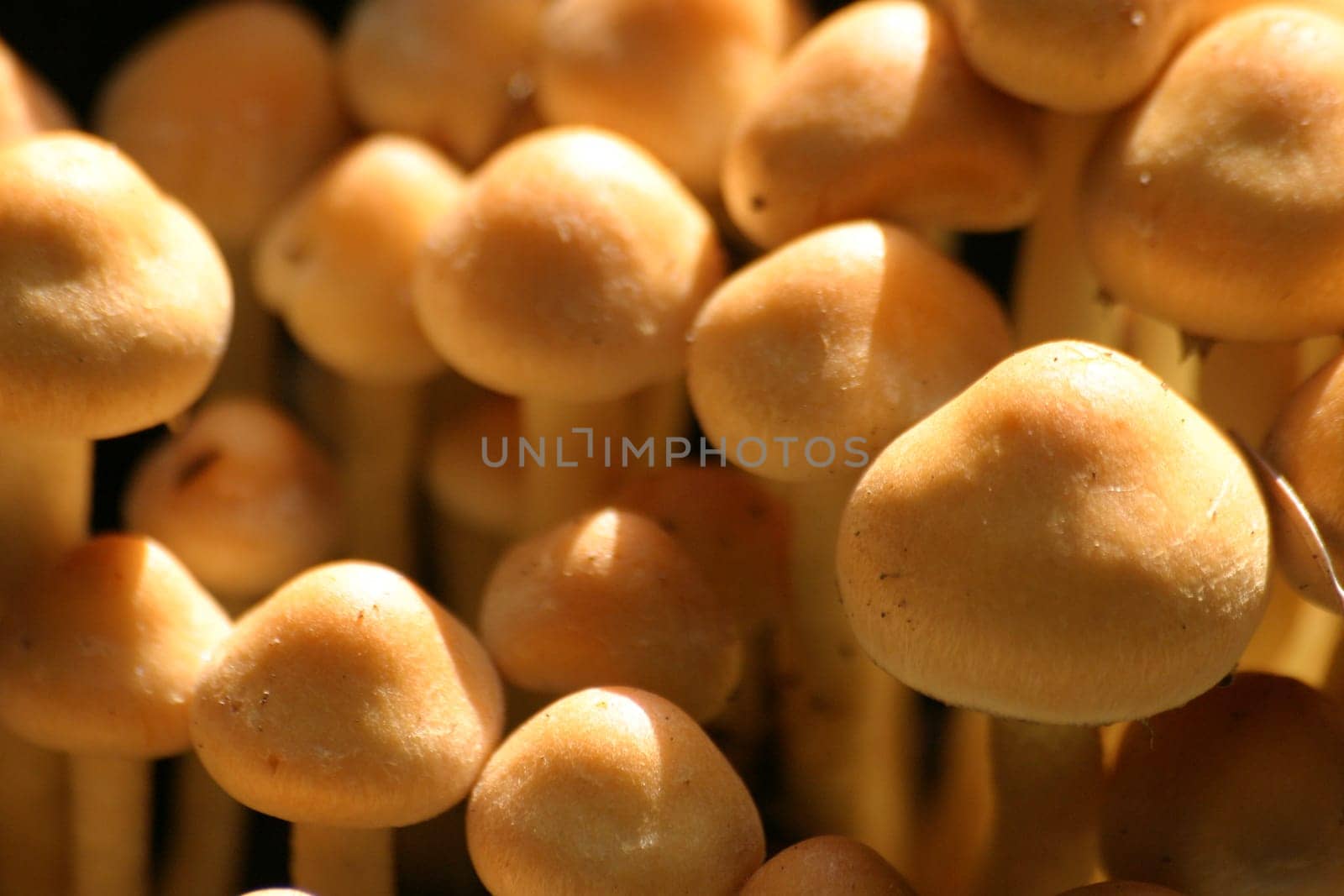Mushroom Assembly