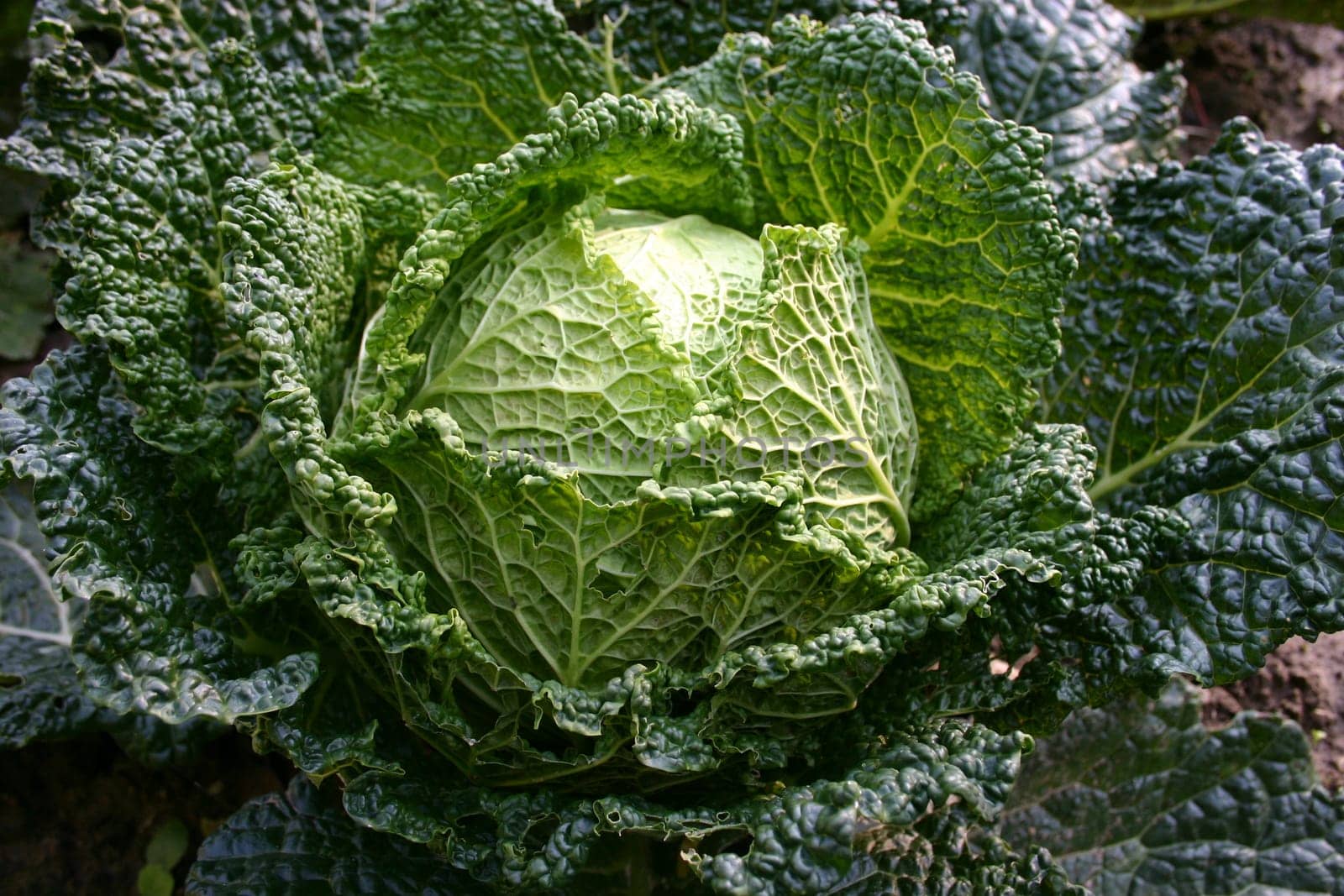 White cabbage