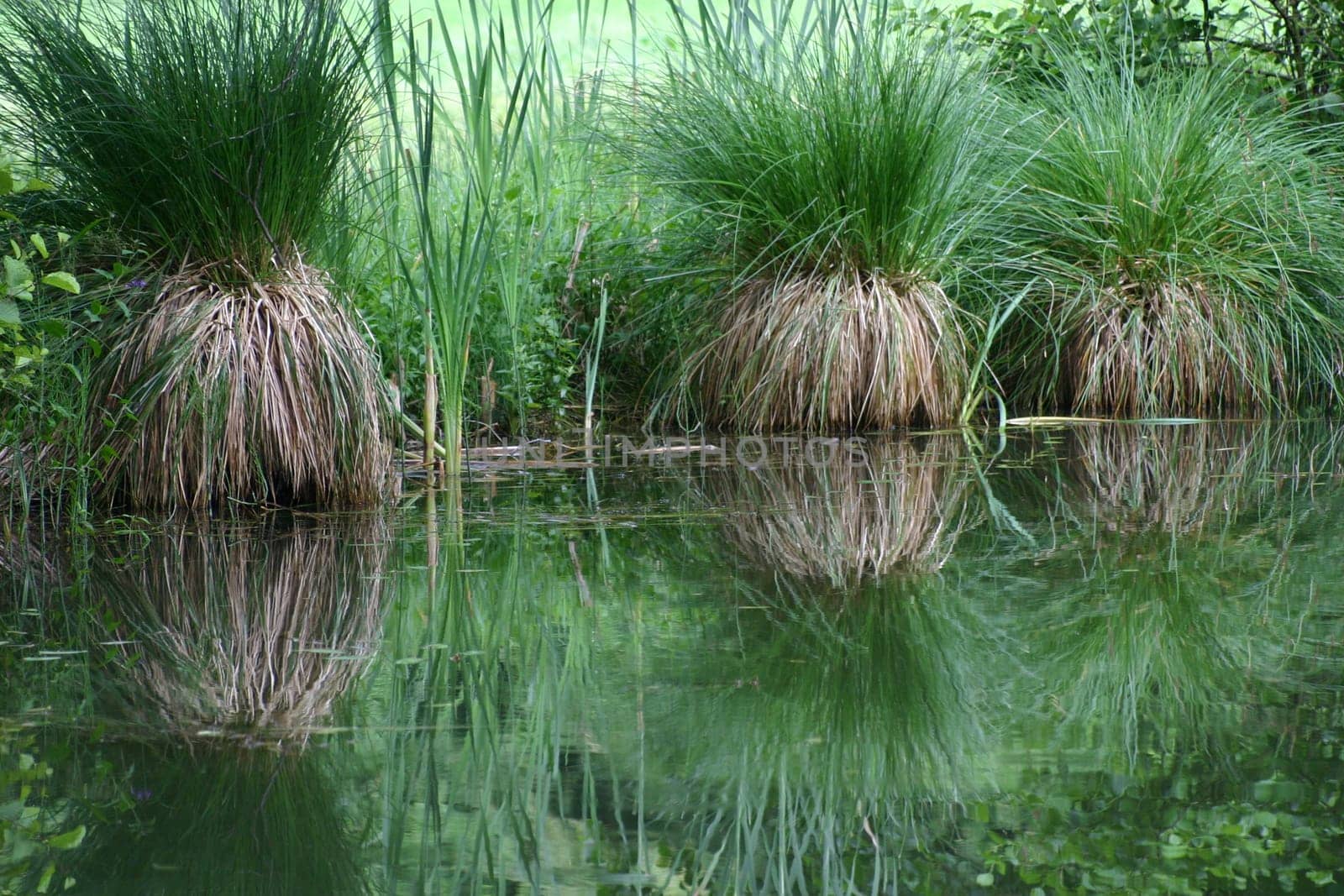 Sedge bults