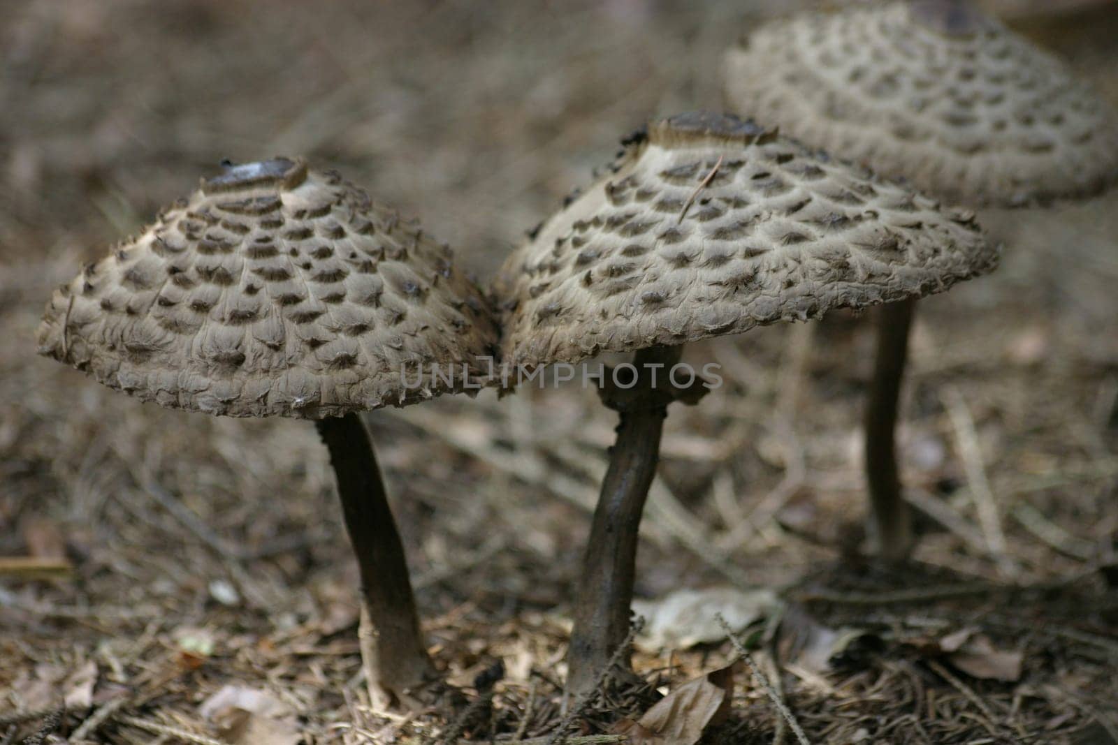 Parasol mushrooms
