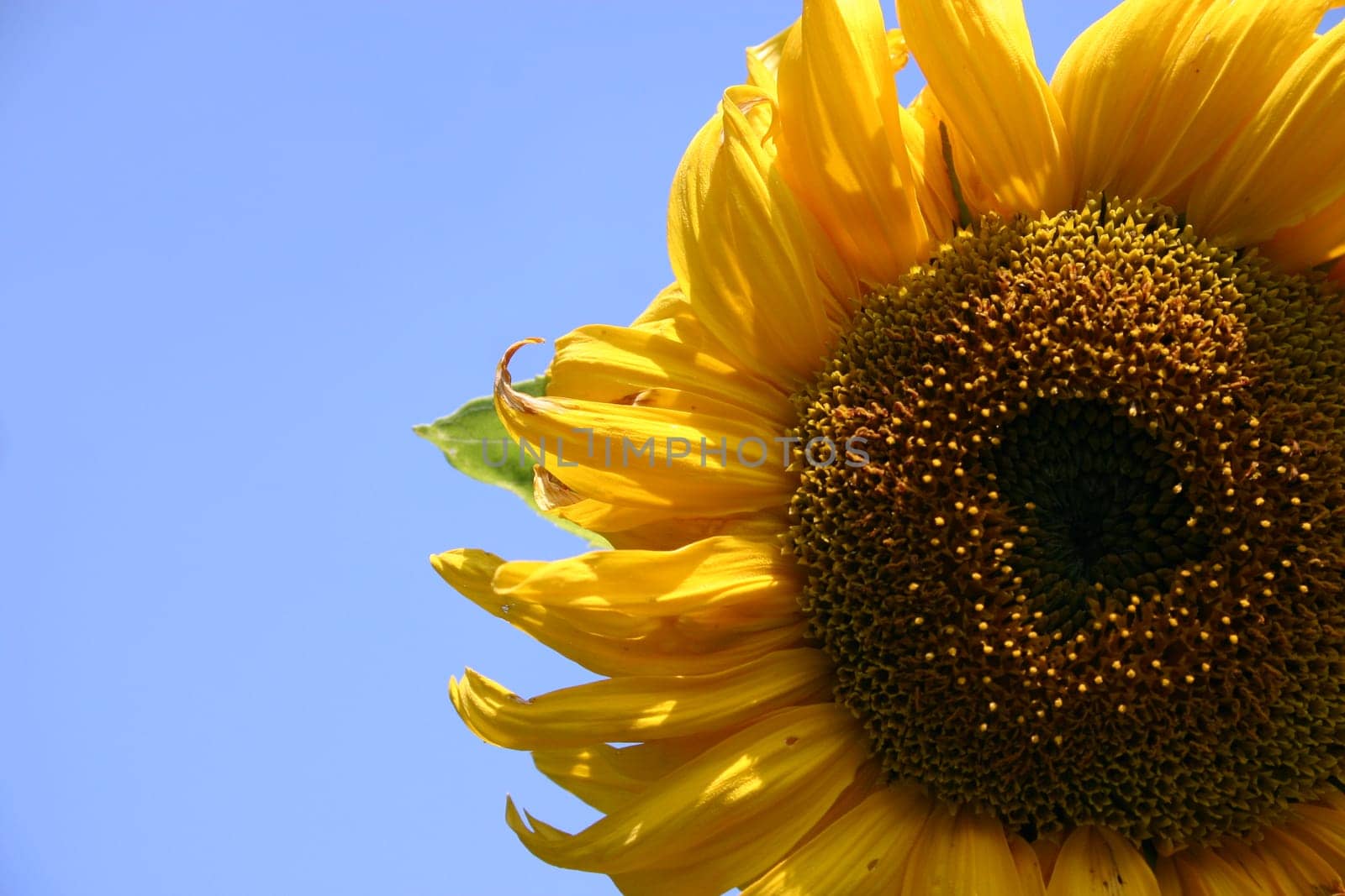Summer greeting