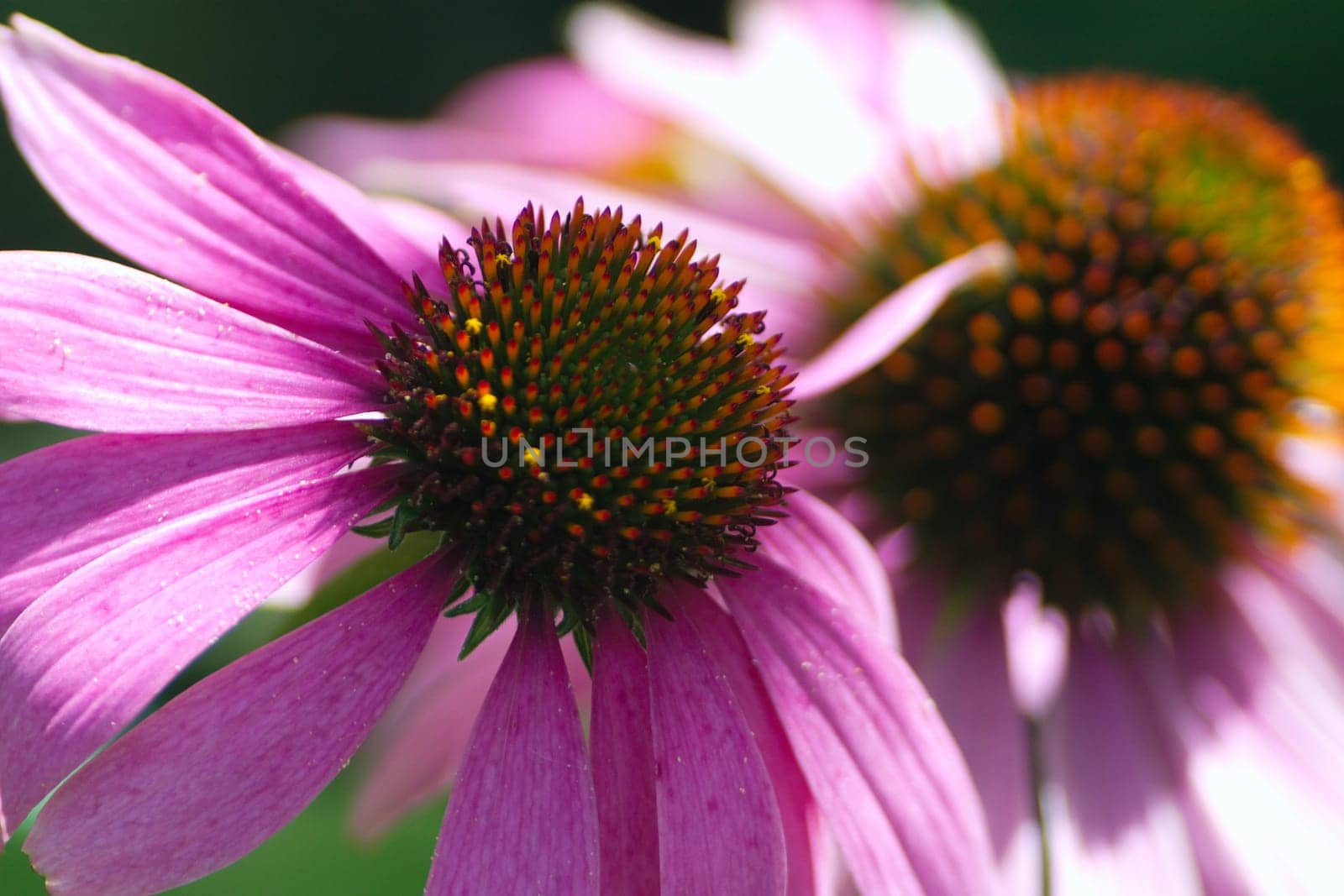red coneflower - Echinacea purpurea