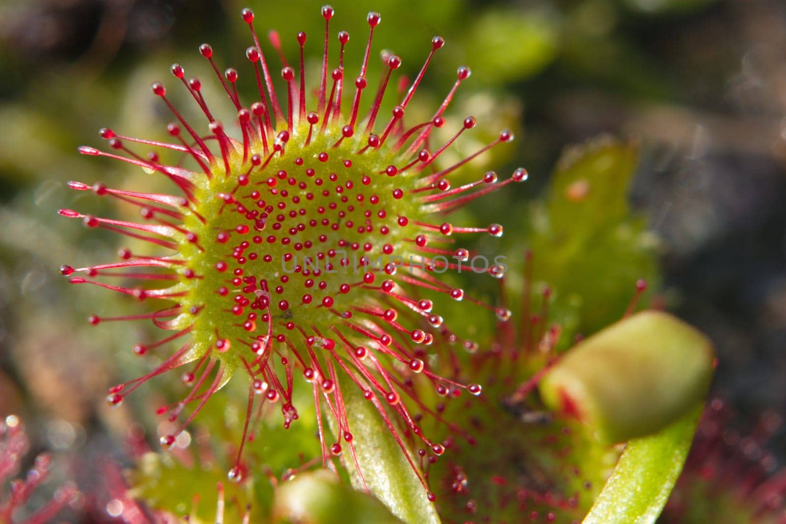 Drosera rotundifolia - Sundew