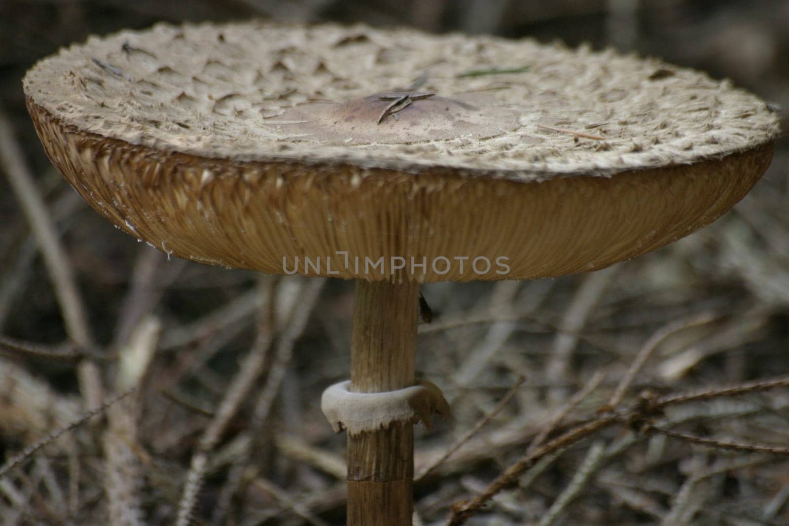 Giant umbrella mushroom