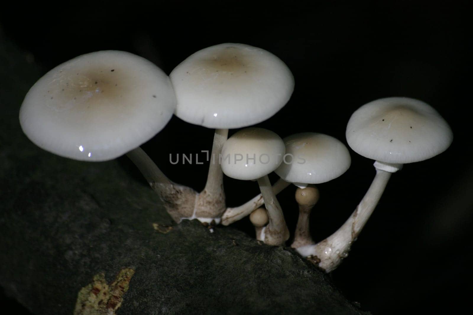 Wet mushrooms
