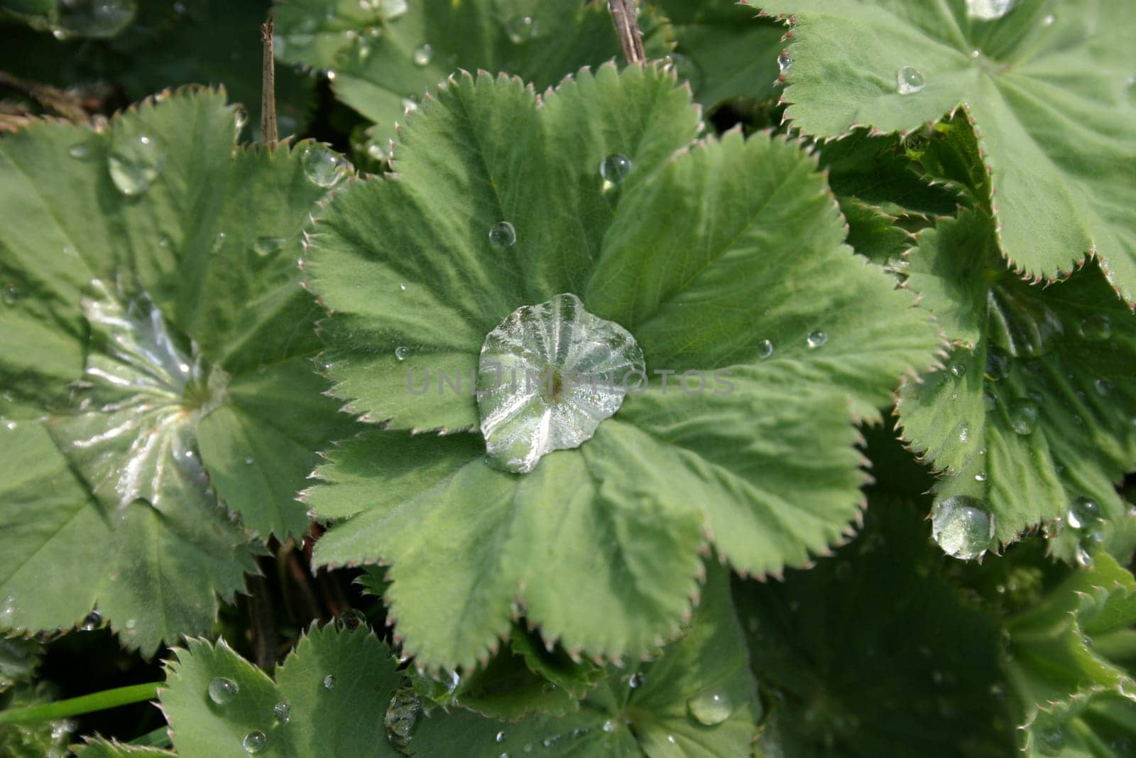 After the rain