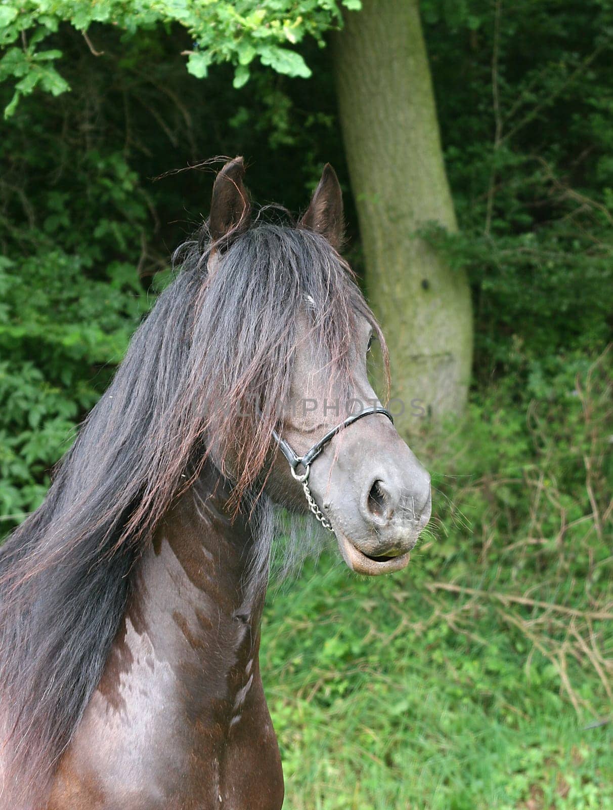 black beauty