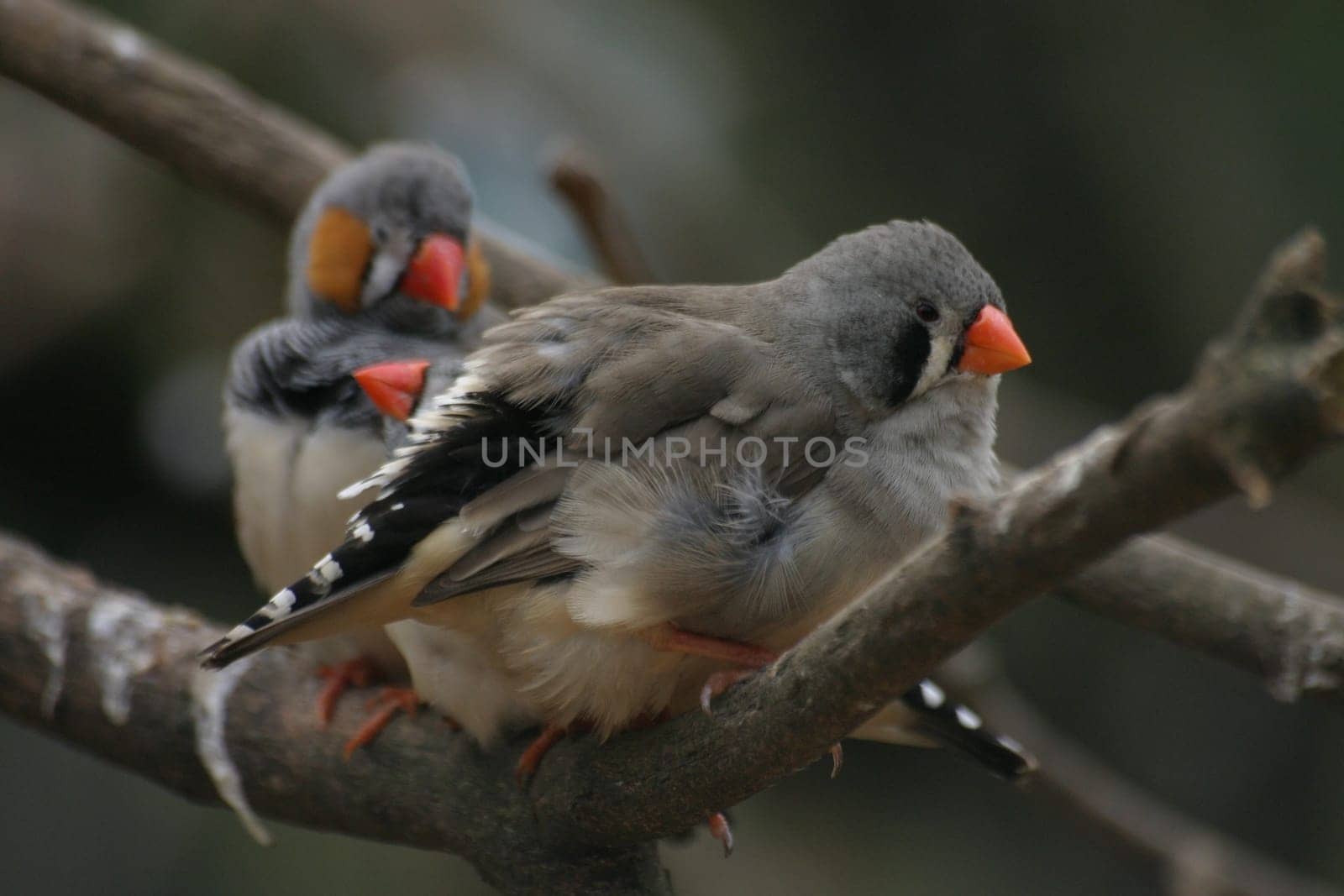 Zebra finches