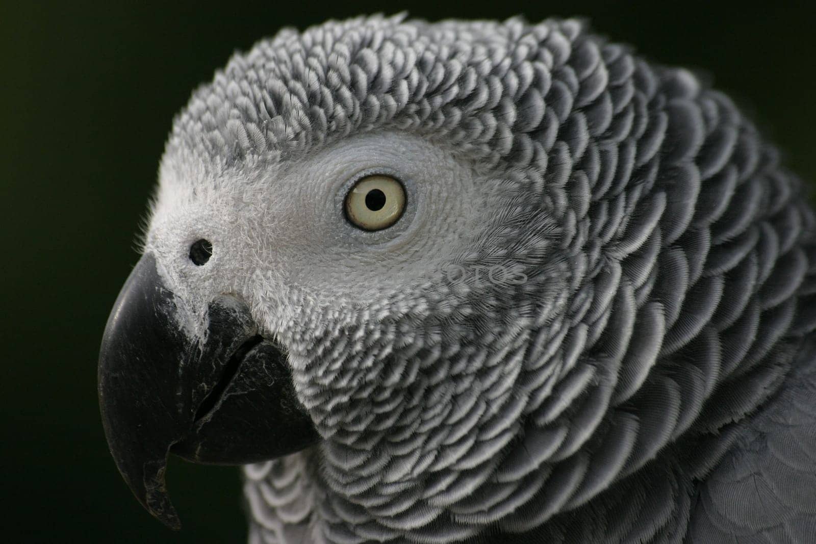 Grey parrot