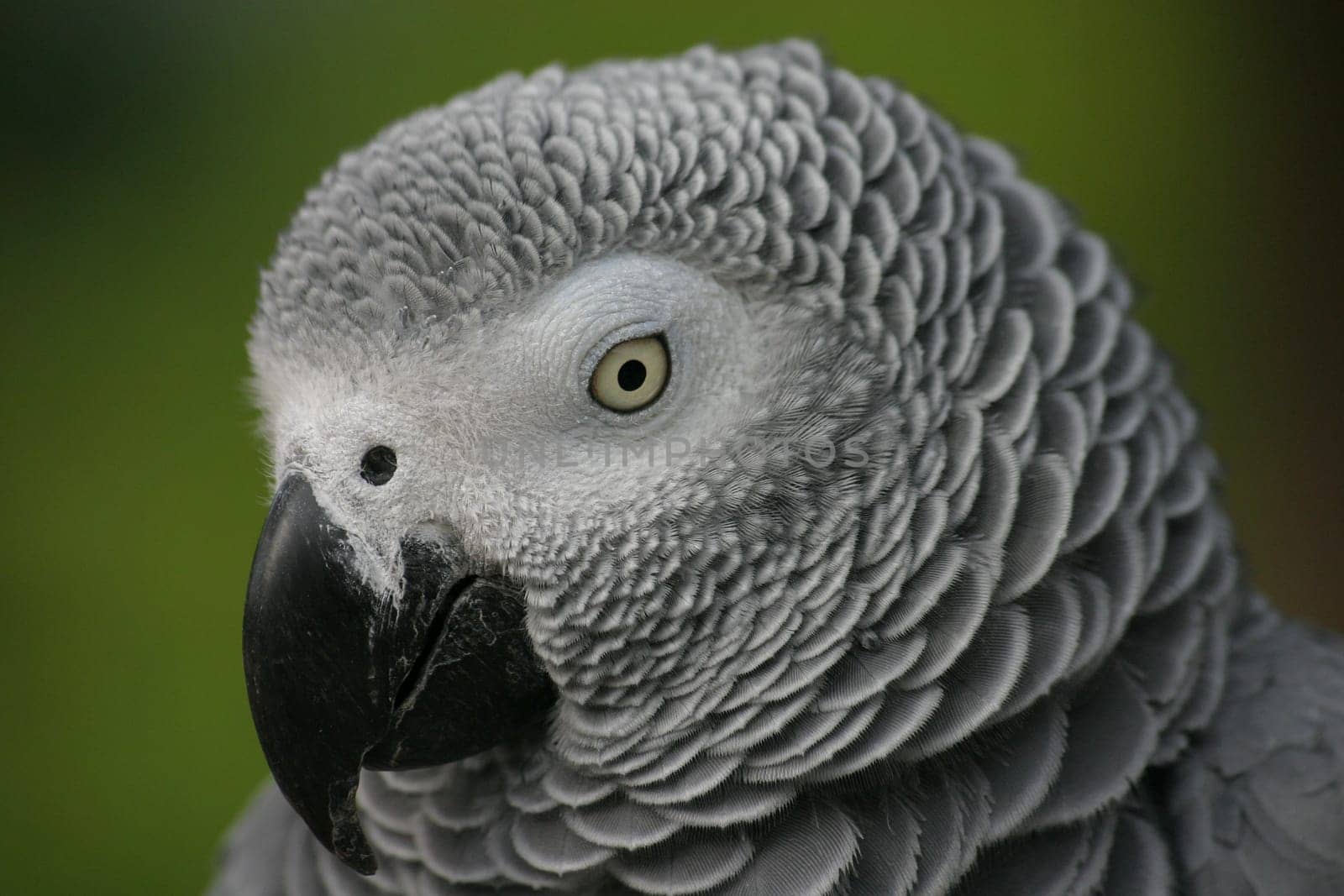 Grey parrot