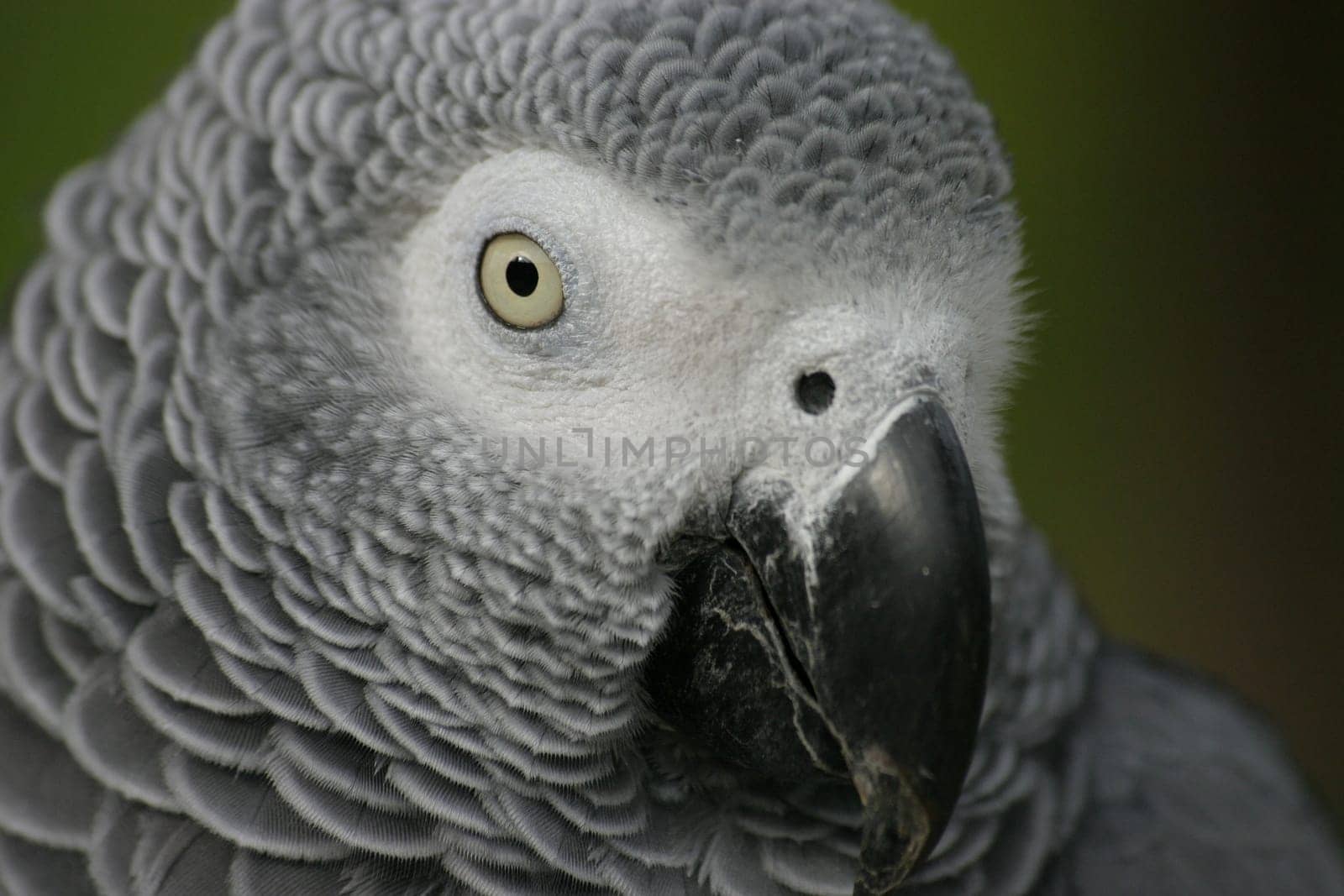 Grey parrot