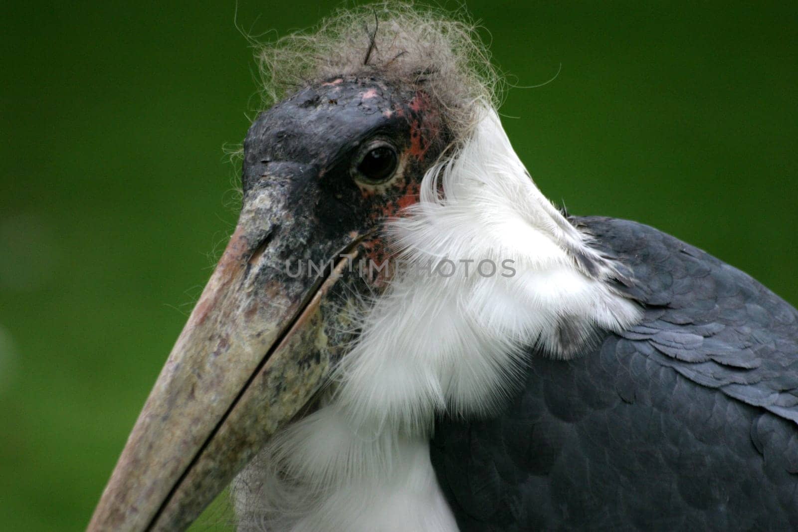 Marabu Portrait