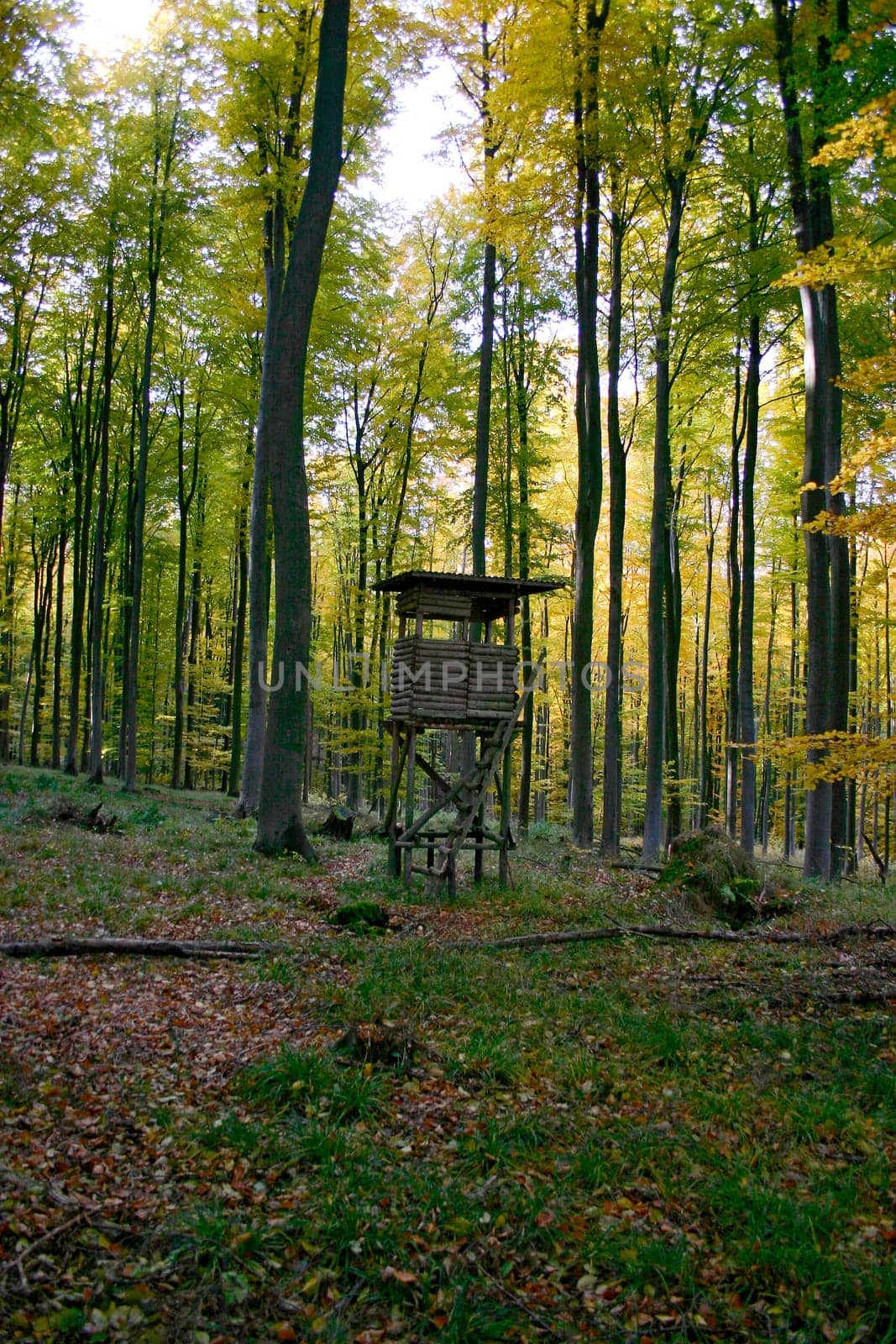 High seat in the forest near Erlenbach