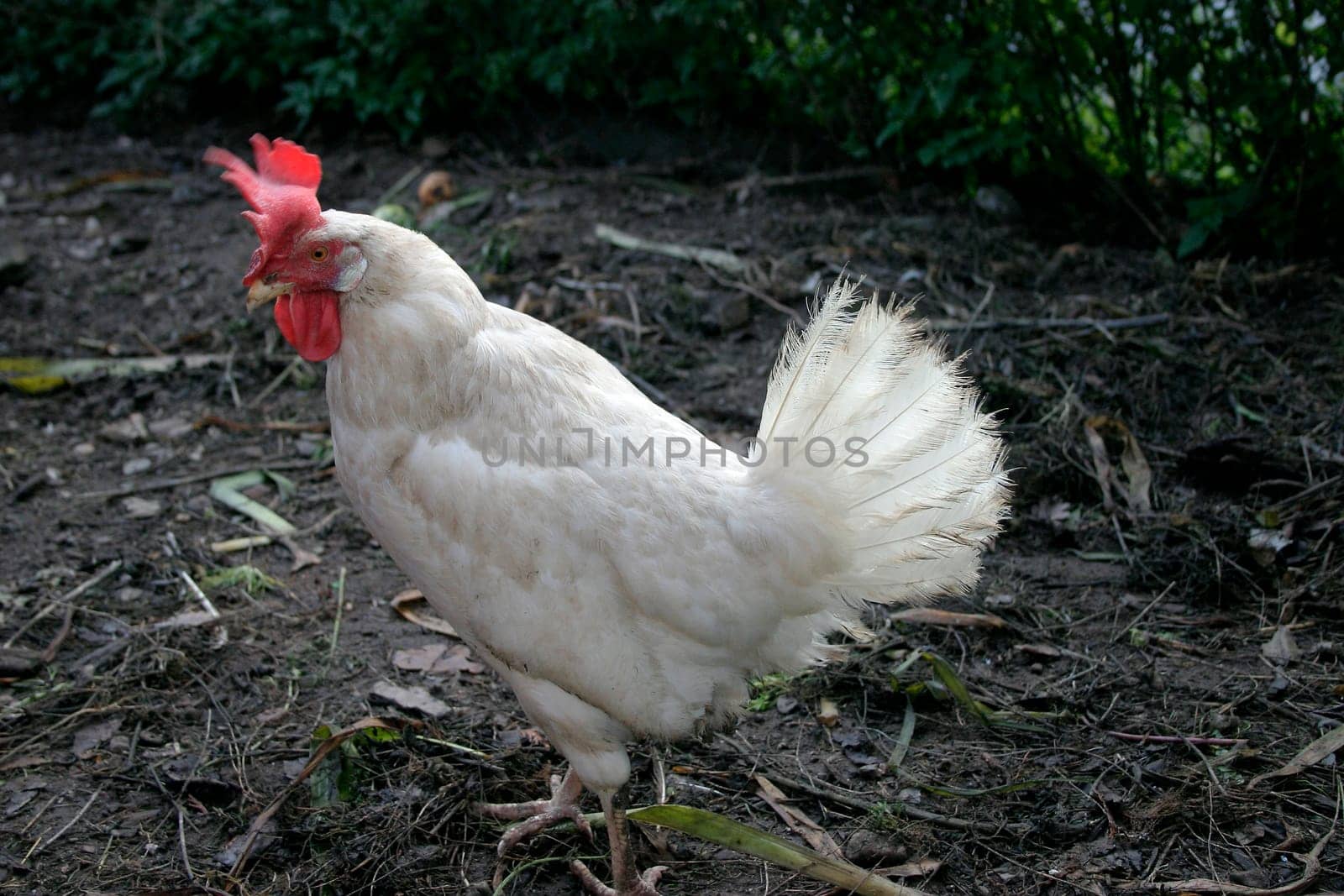 Chicken