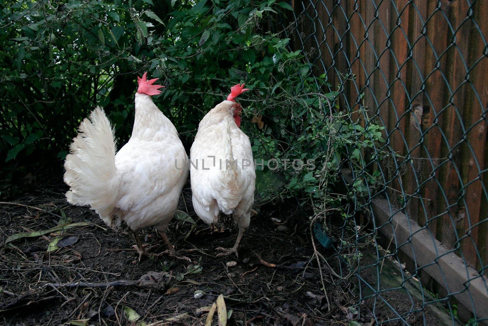 (chicken farm) or (chicken field)