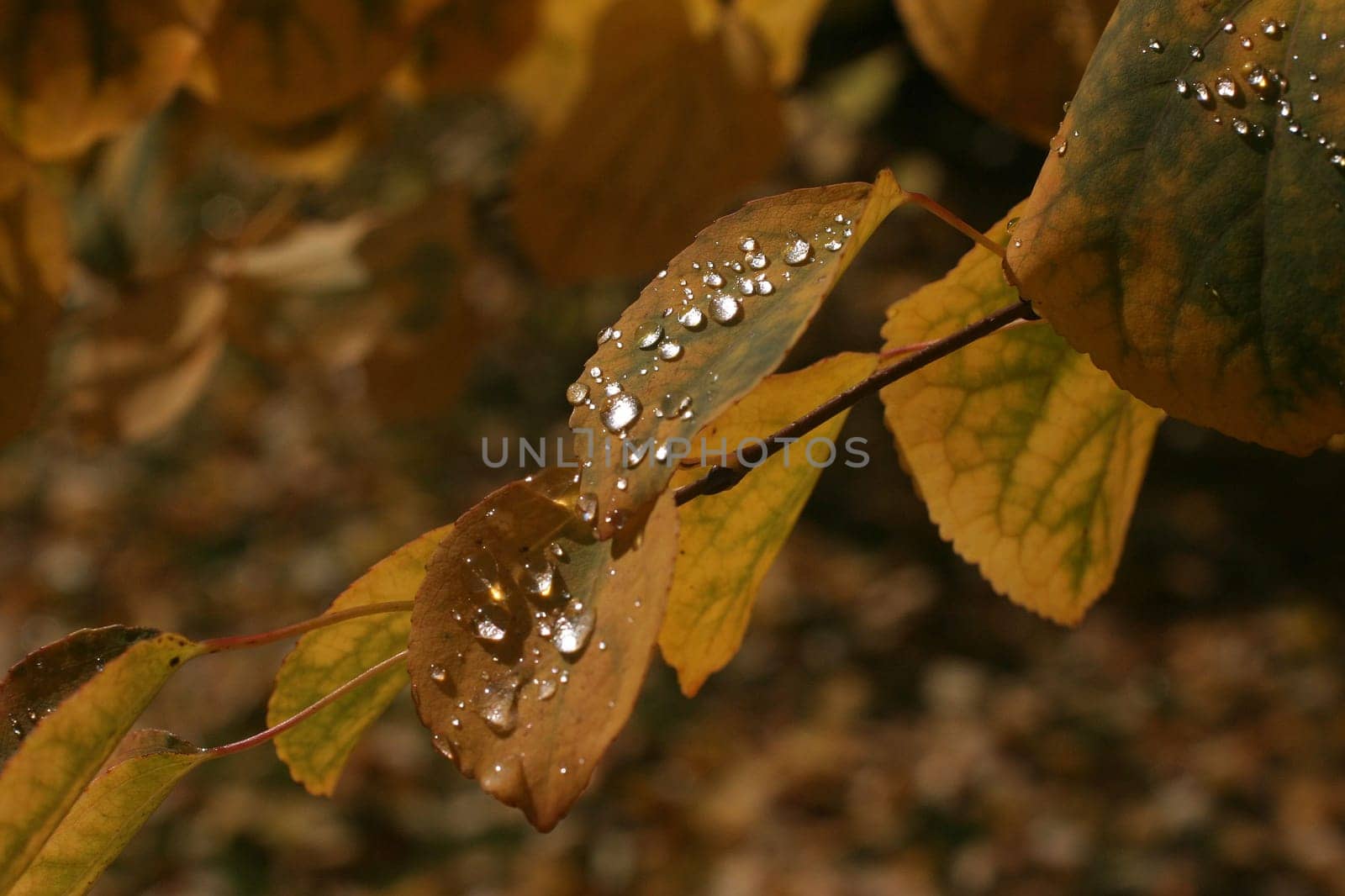 Leaves