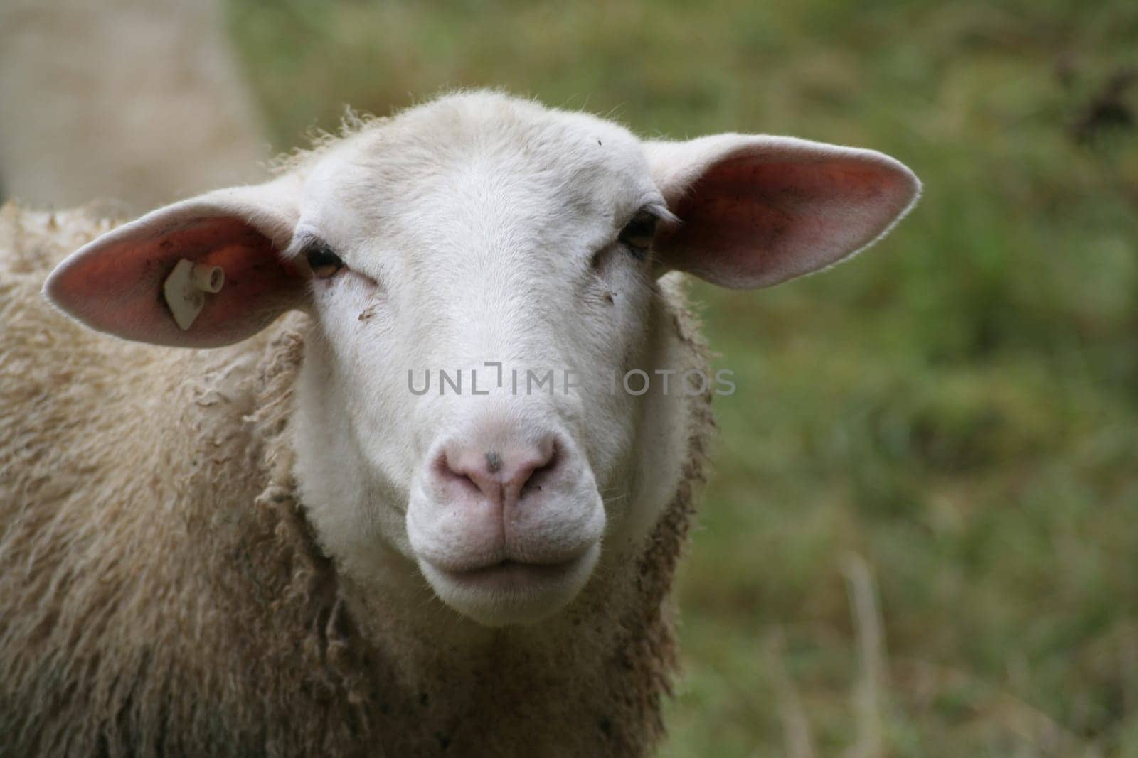 Look into my eyes little