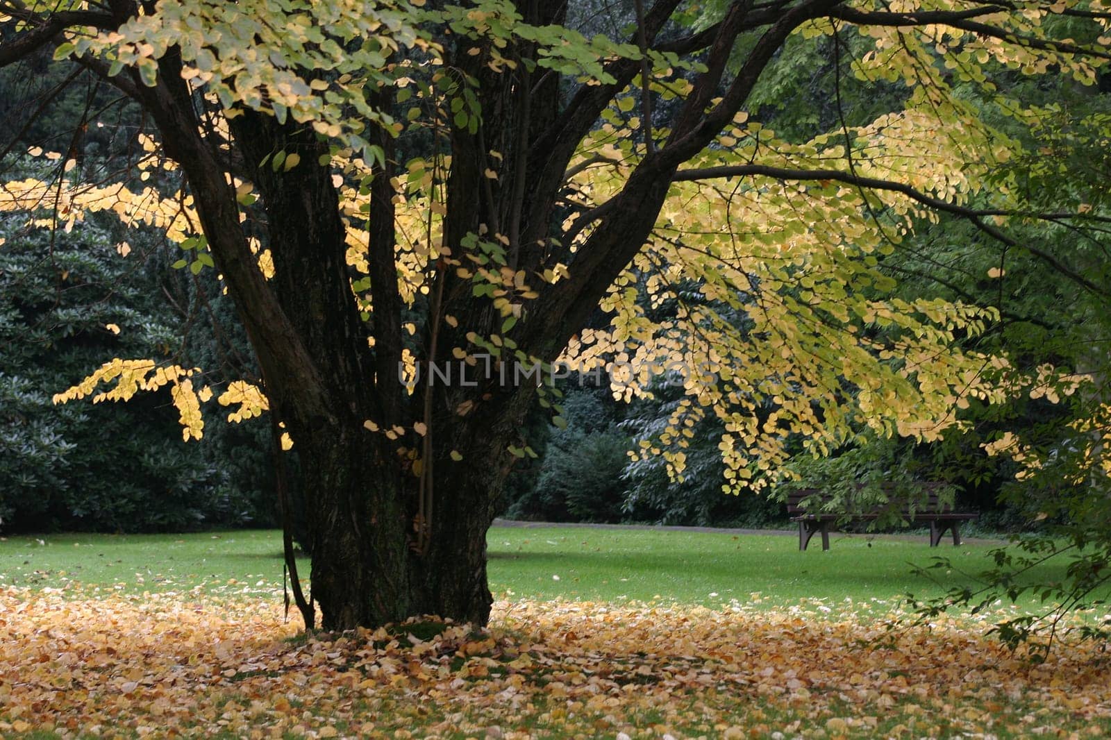 Autumn