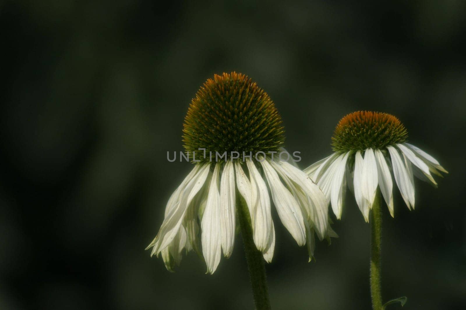 Coneflower