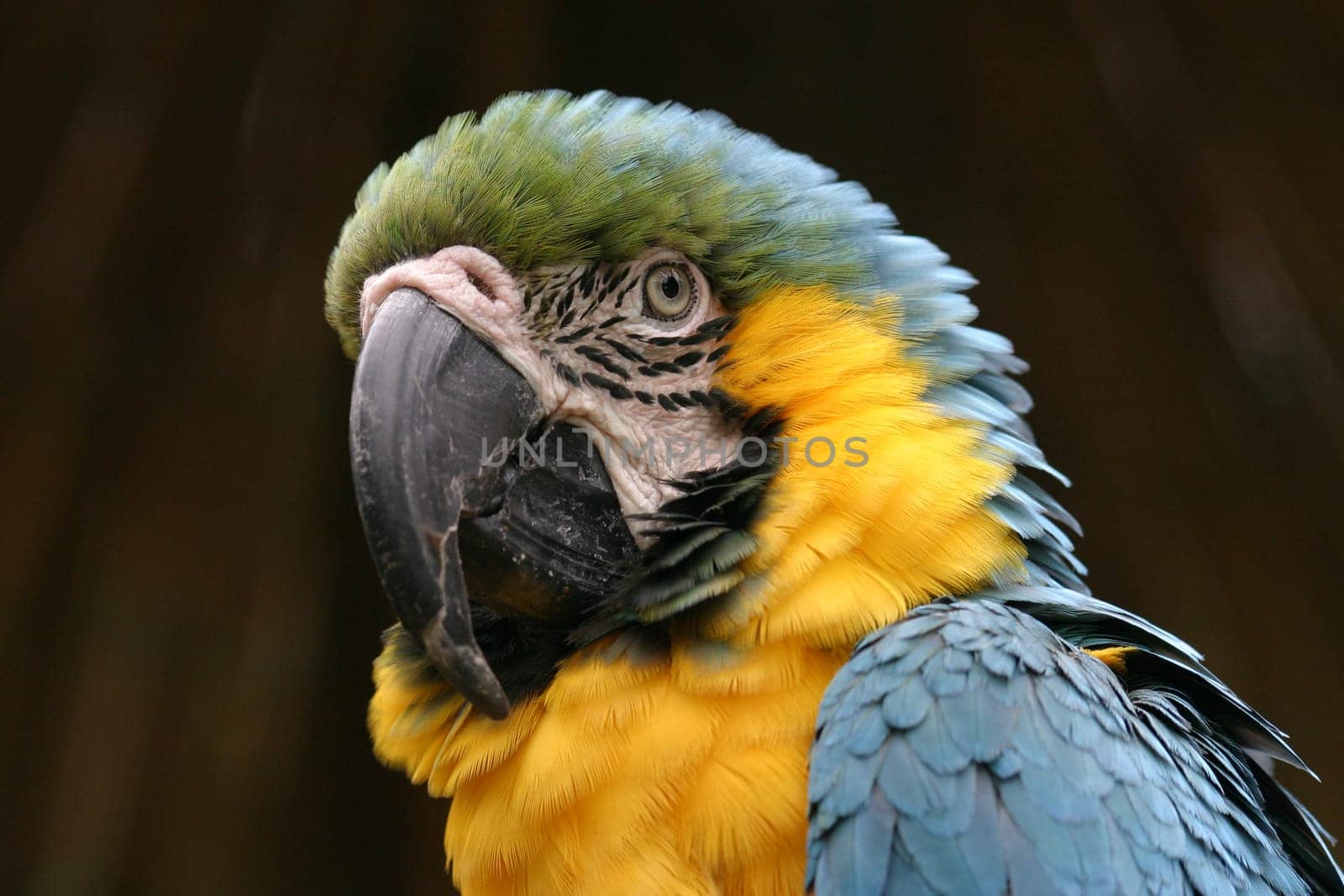 Parrot