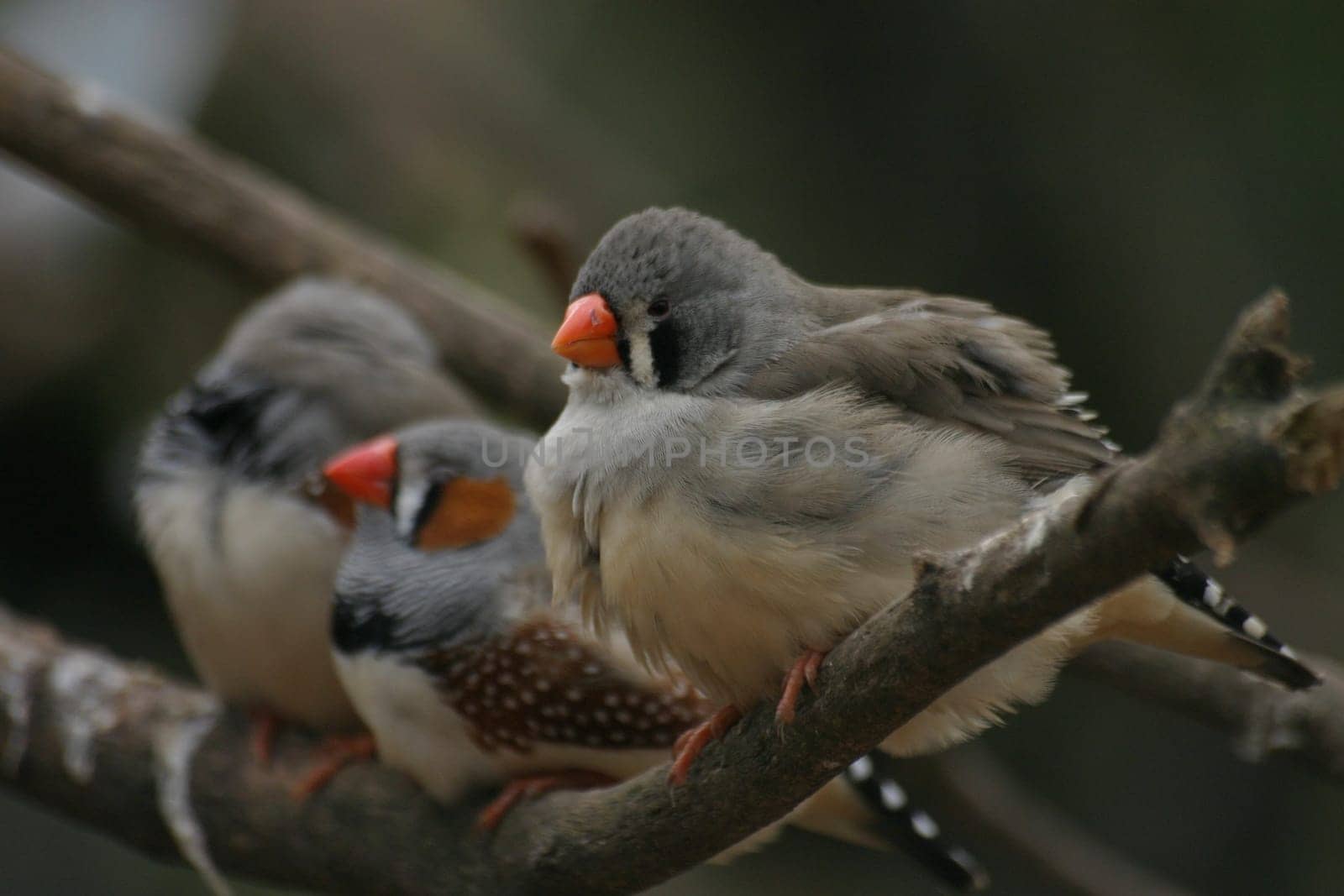Zebra finches