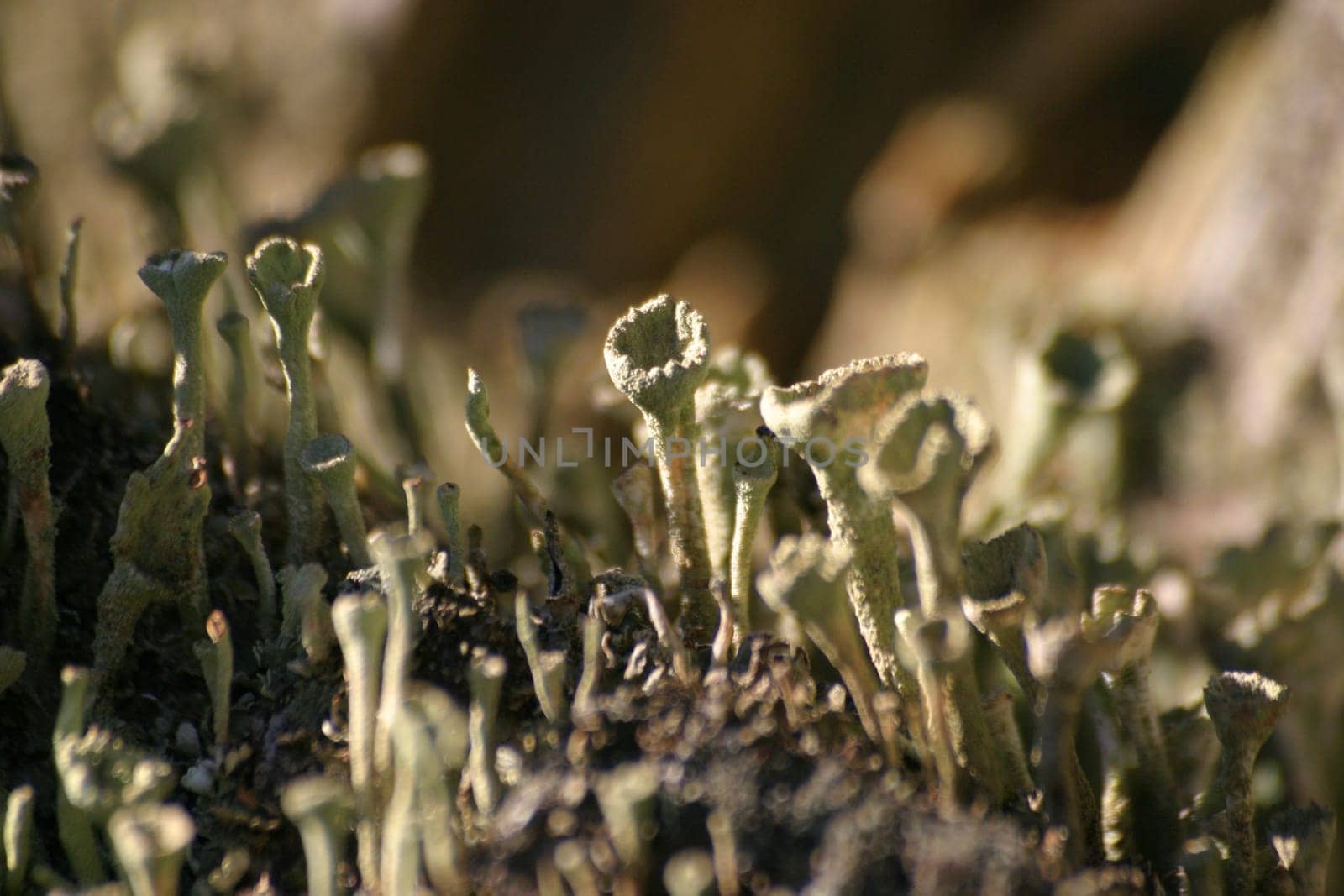 Trumpet lichen