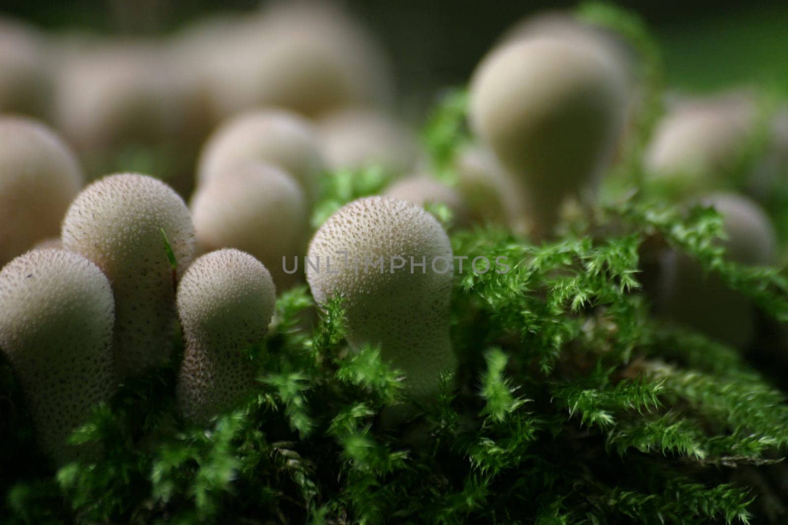 Pimple mushrooms