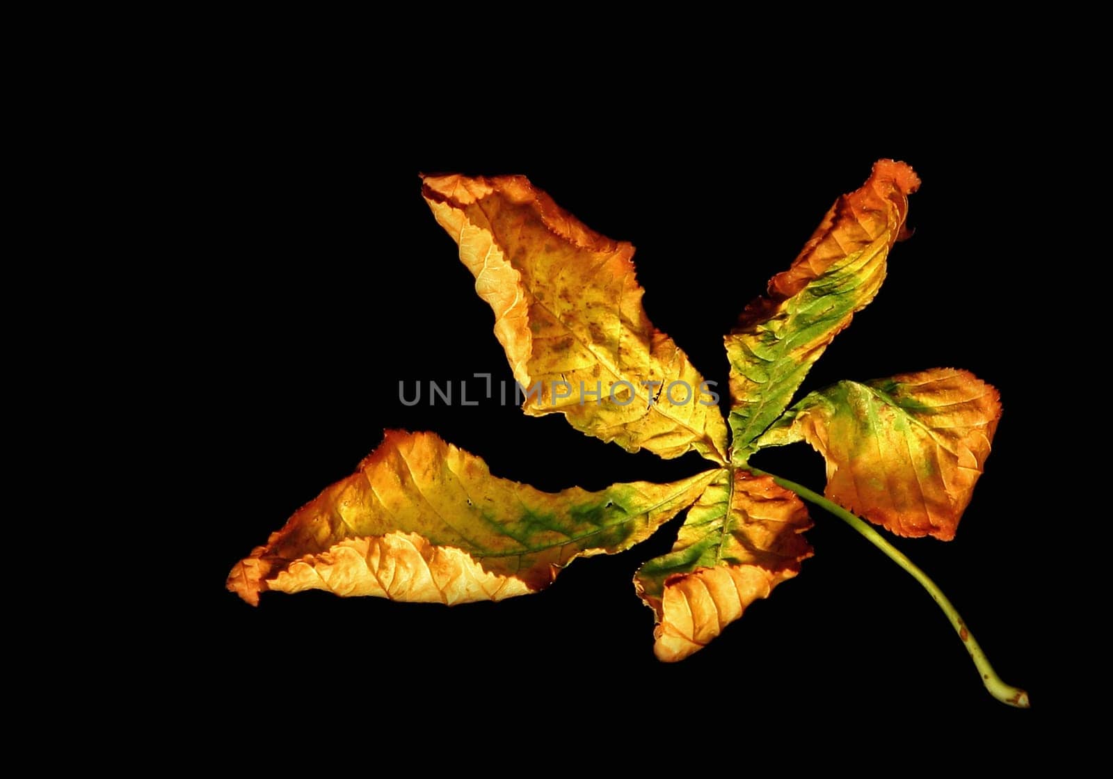 Autumn leaf