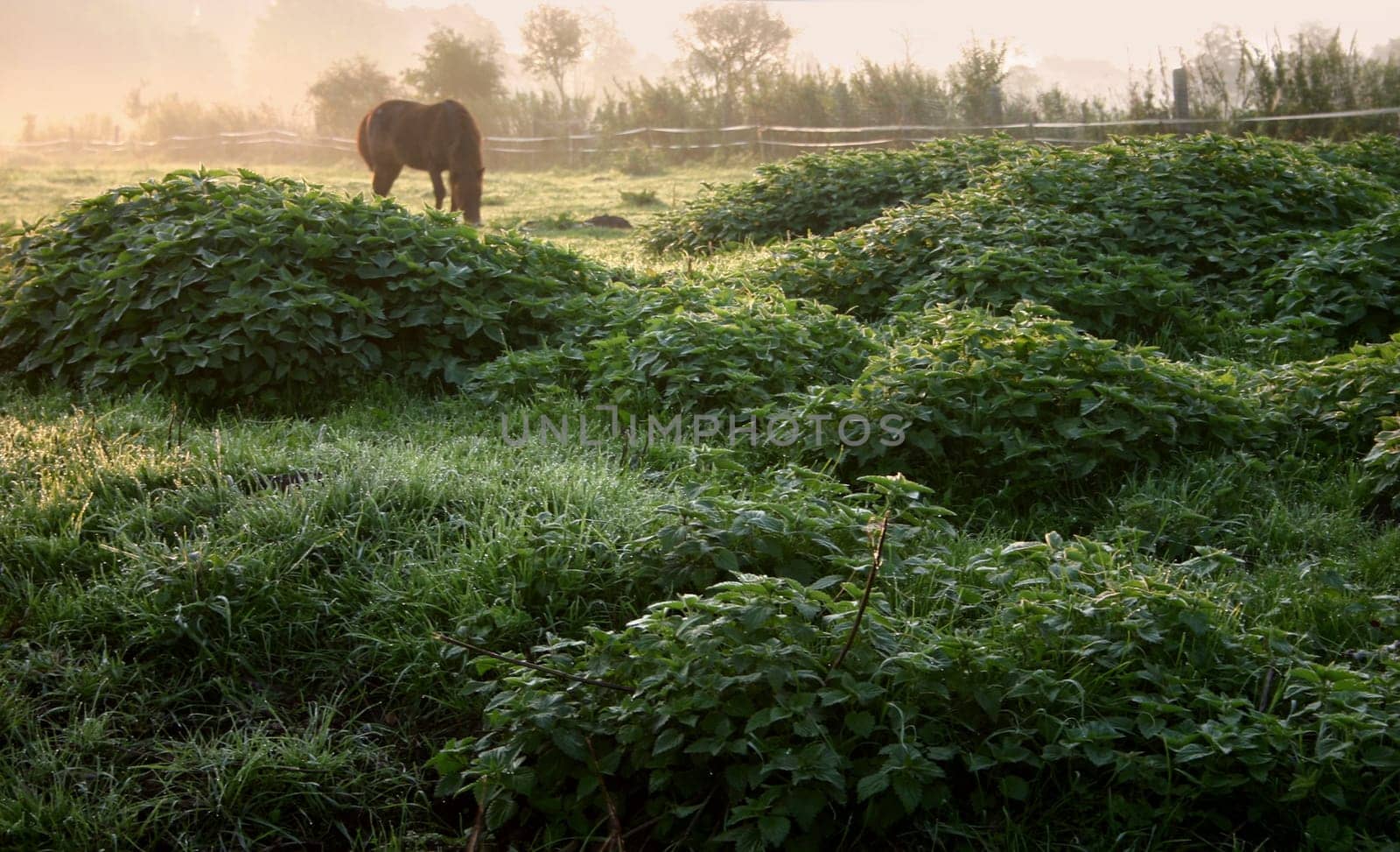 Nettle splendor