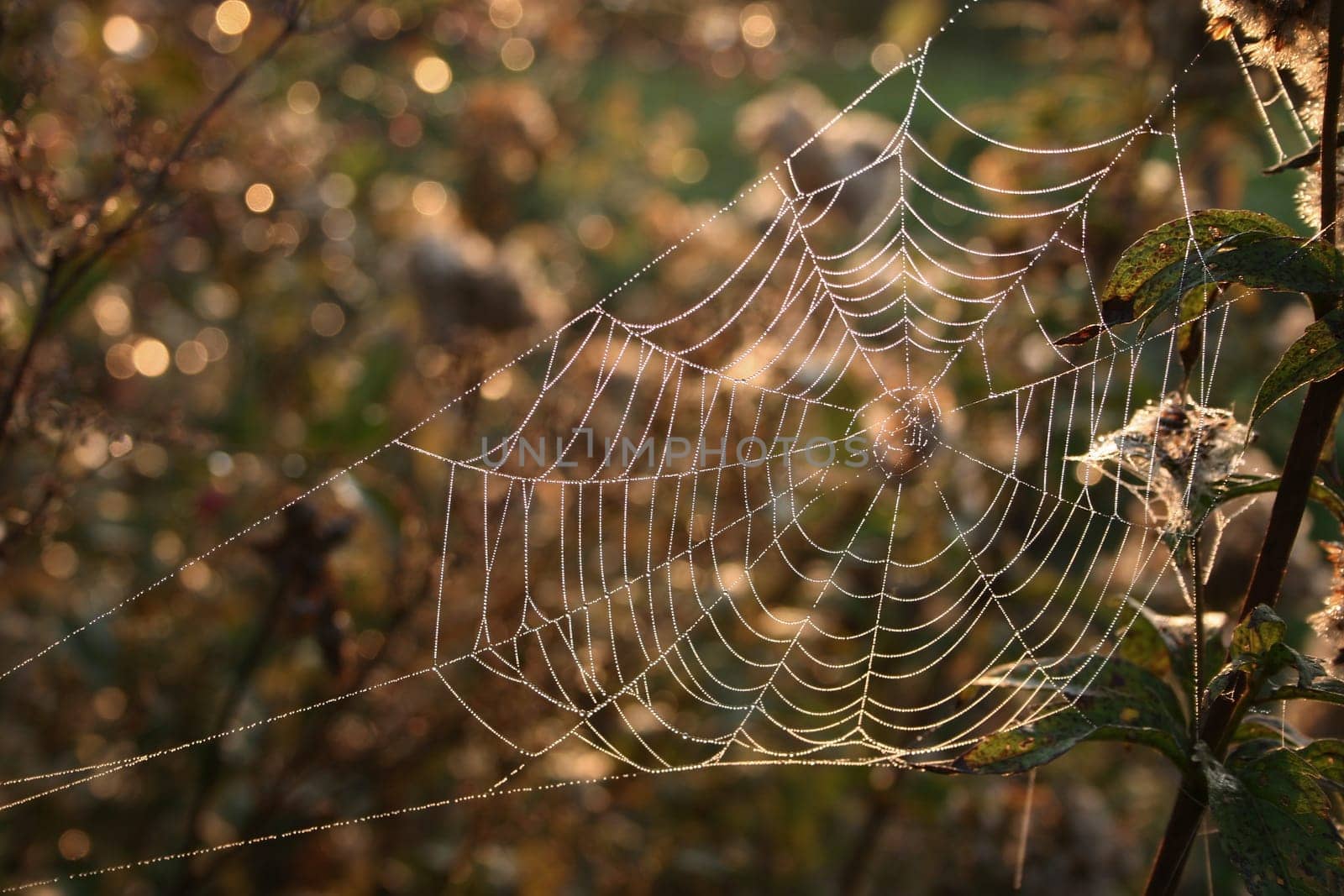 Indian net