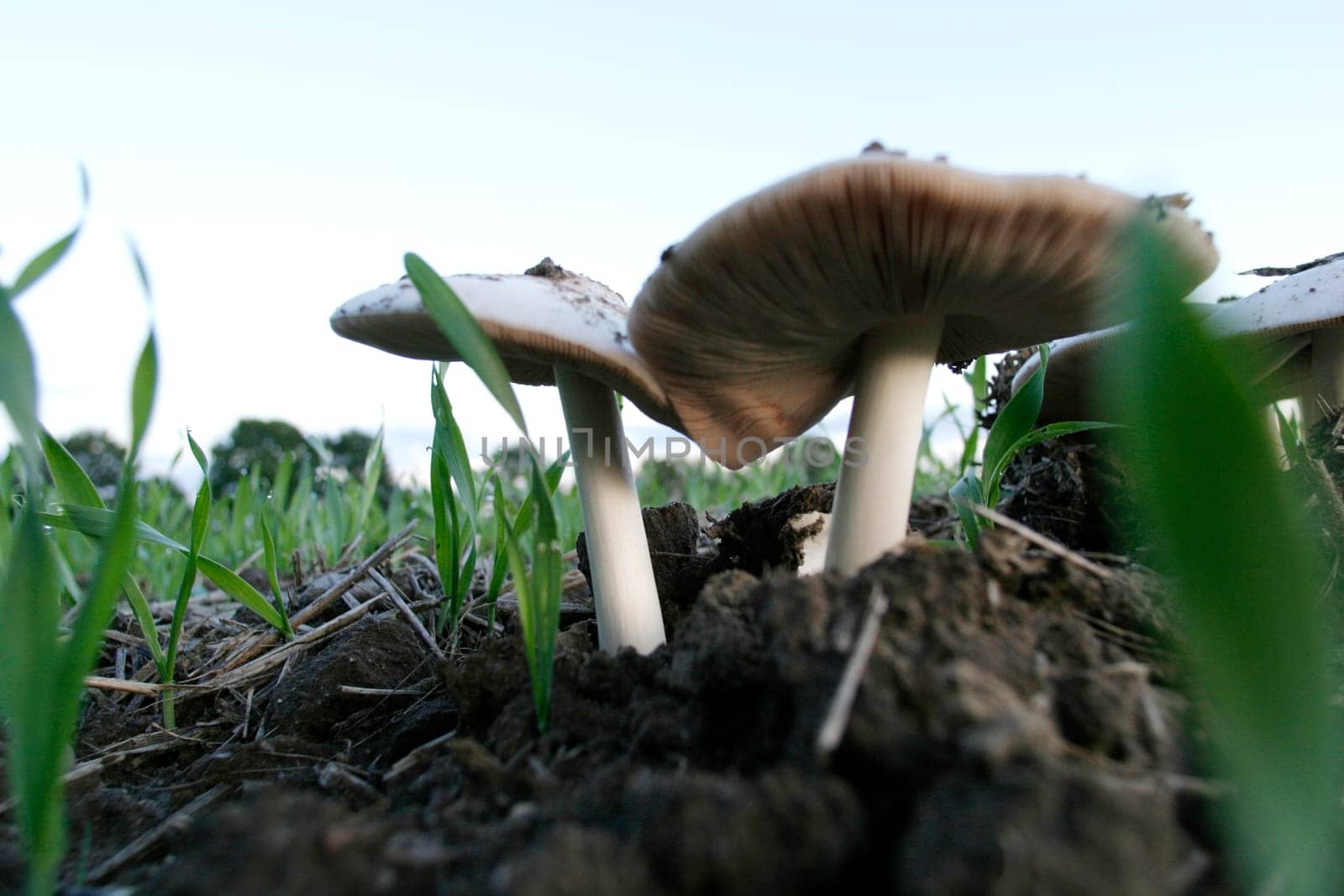 Two mushrooms please