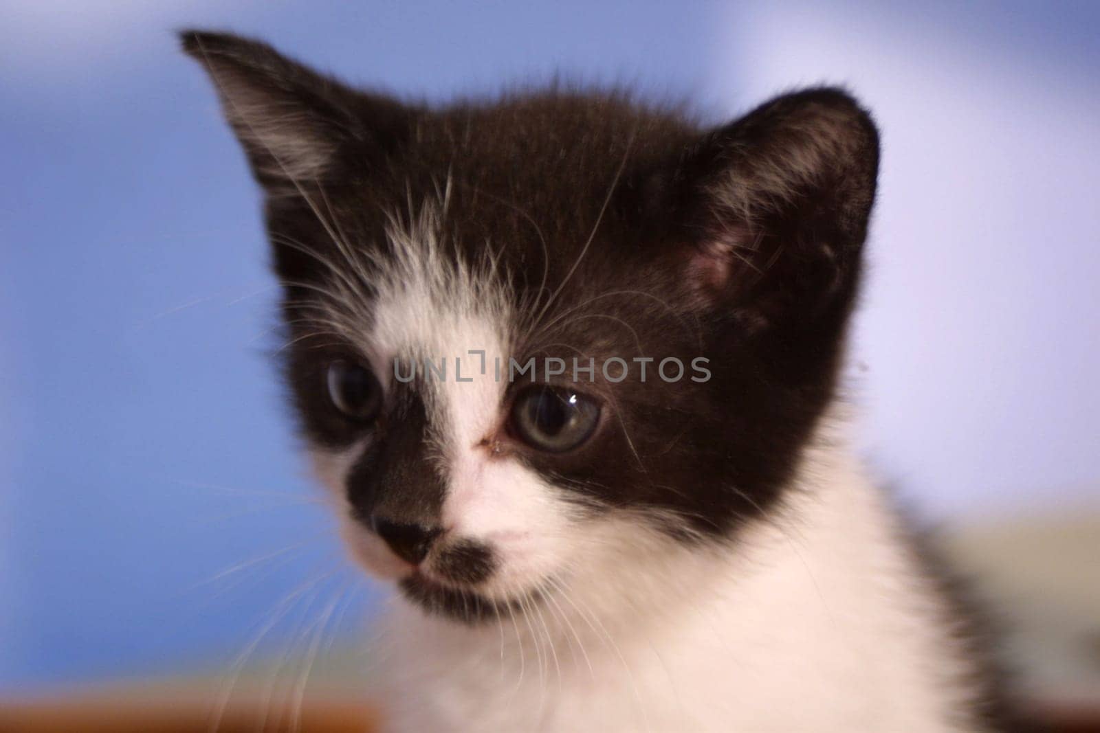 5 weeks old