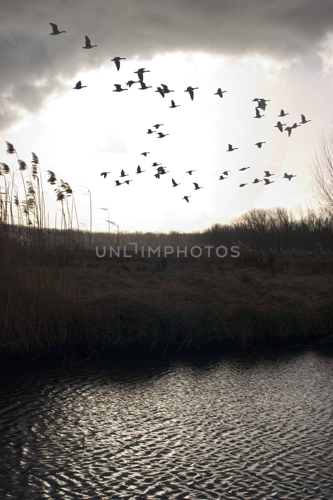 Flock of birds 06