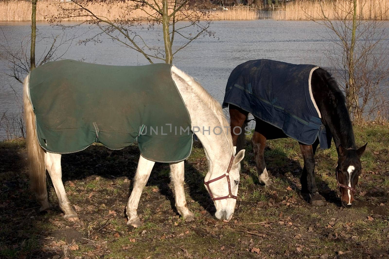Horses