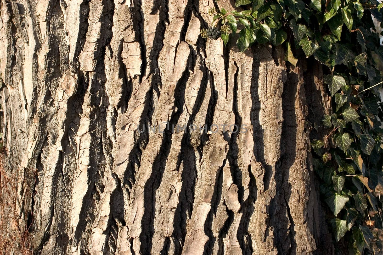 Tree bark 01