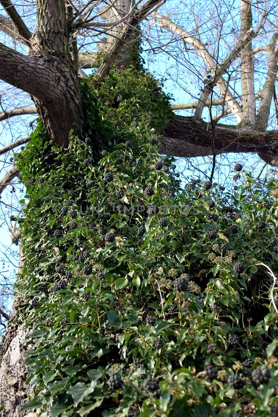 Overgrown tree