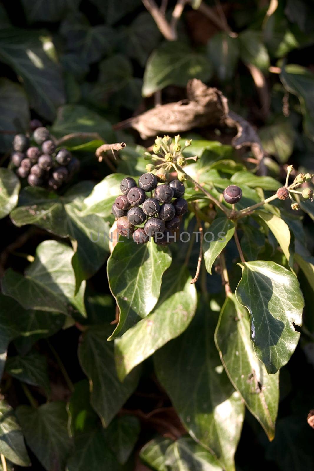 Wild wine