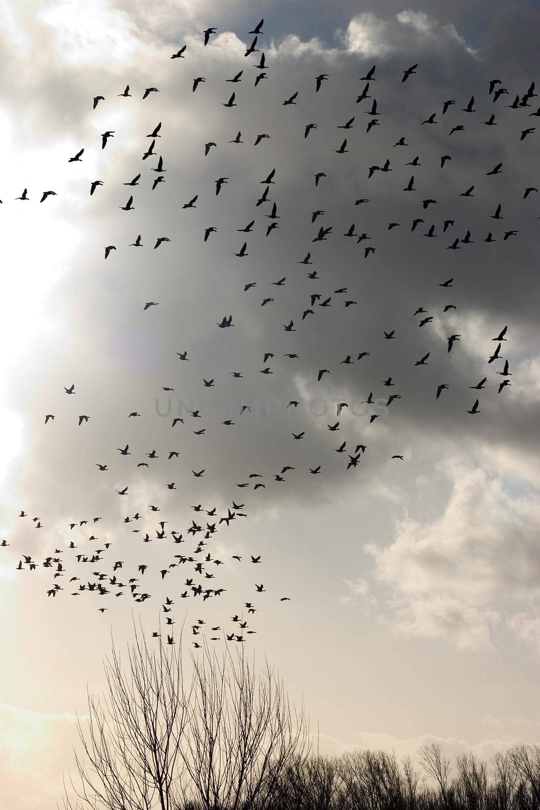 Flock of birds 03