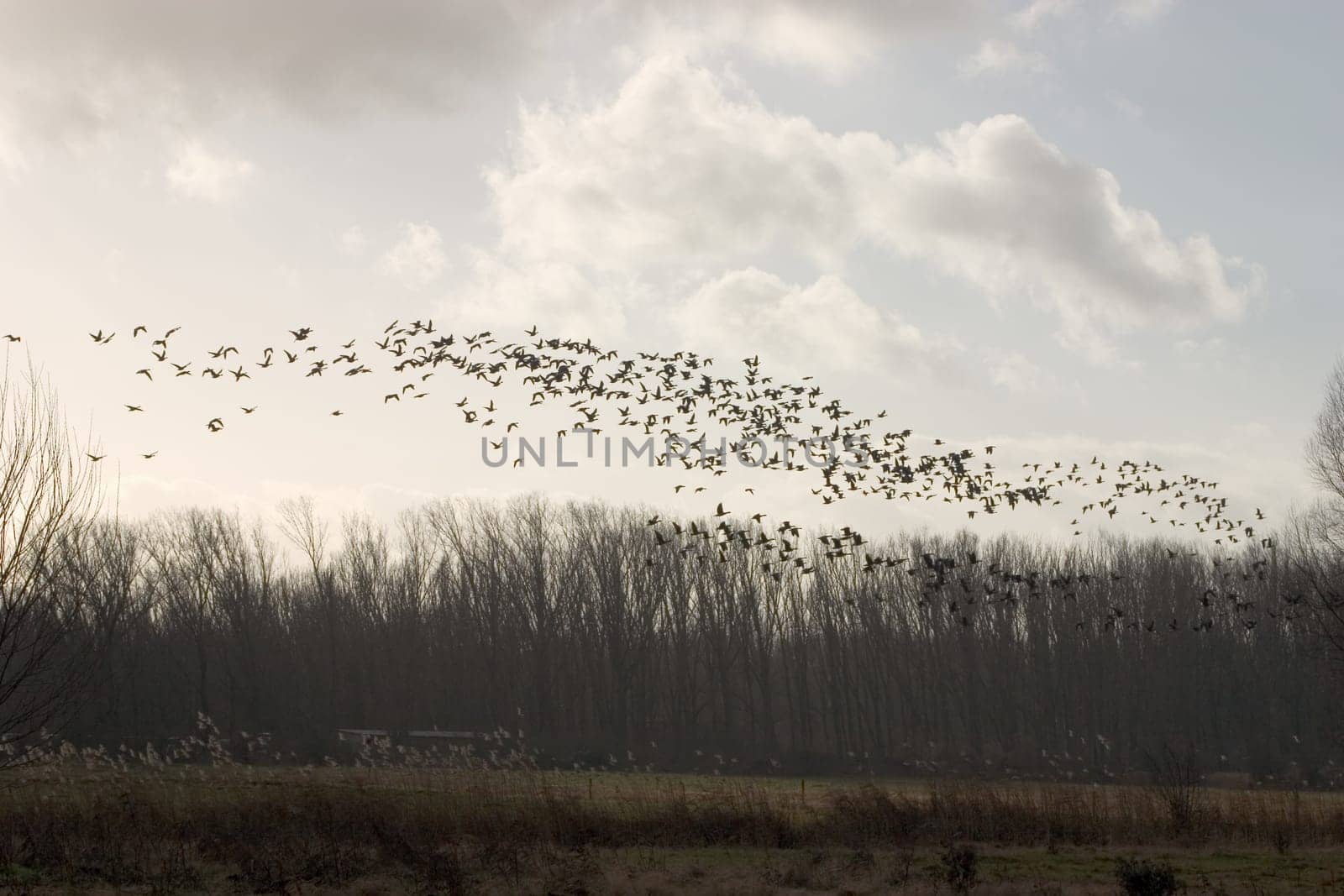 Flock of birds 01